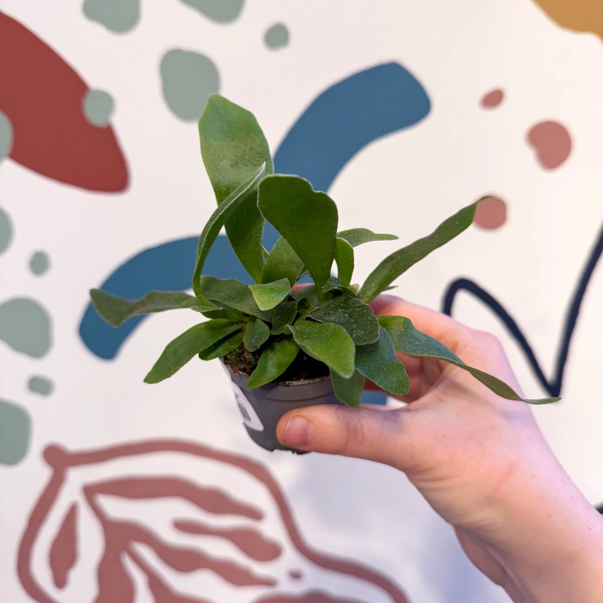 Platycerium bifurcatum - Staghorn Fern - Image 15