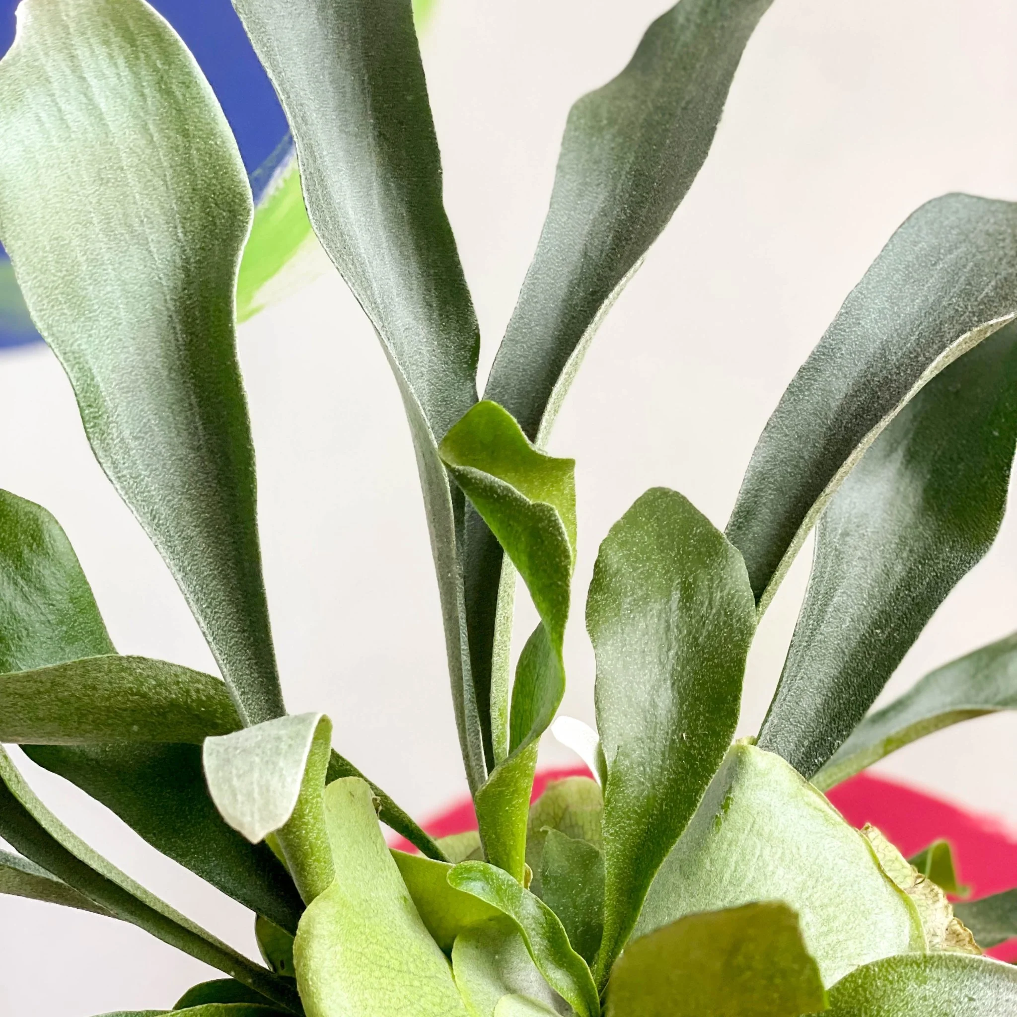 Platycerium bifurcatum - Staghorn Fern - Image 3