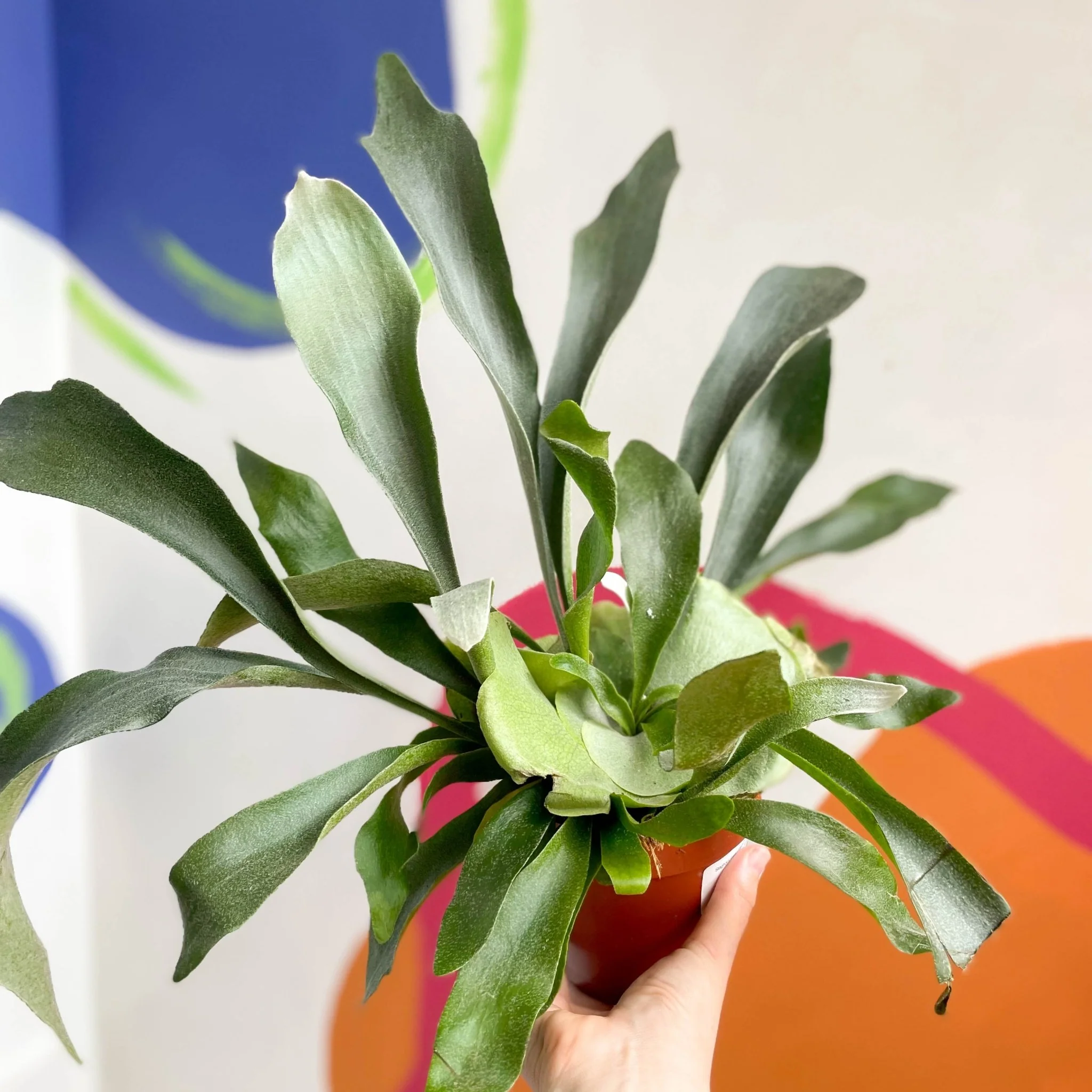 Platycerium bifurcatum - Staghorn Fern - Image 4
