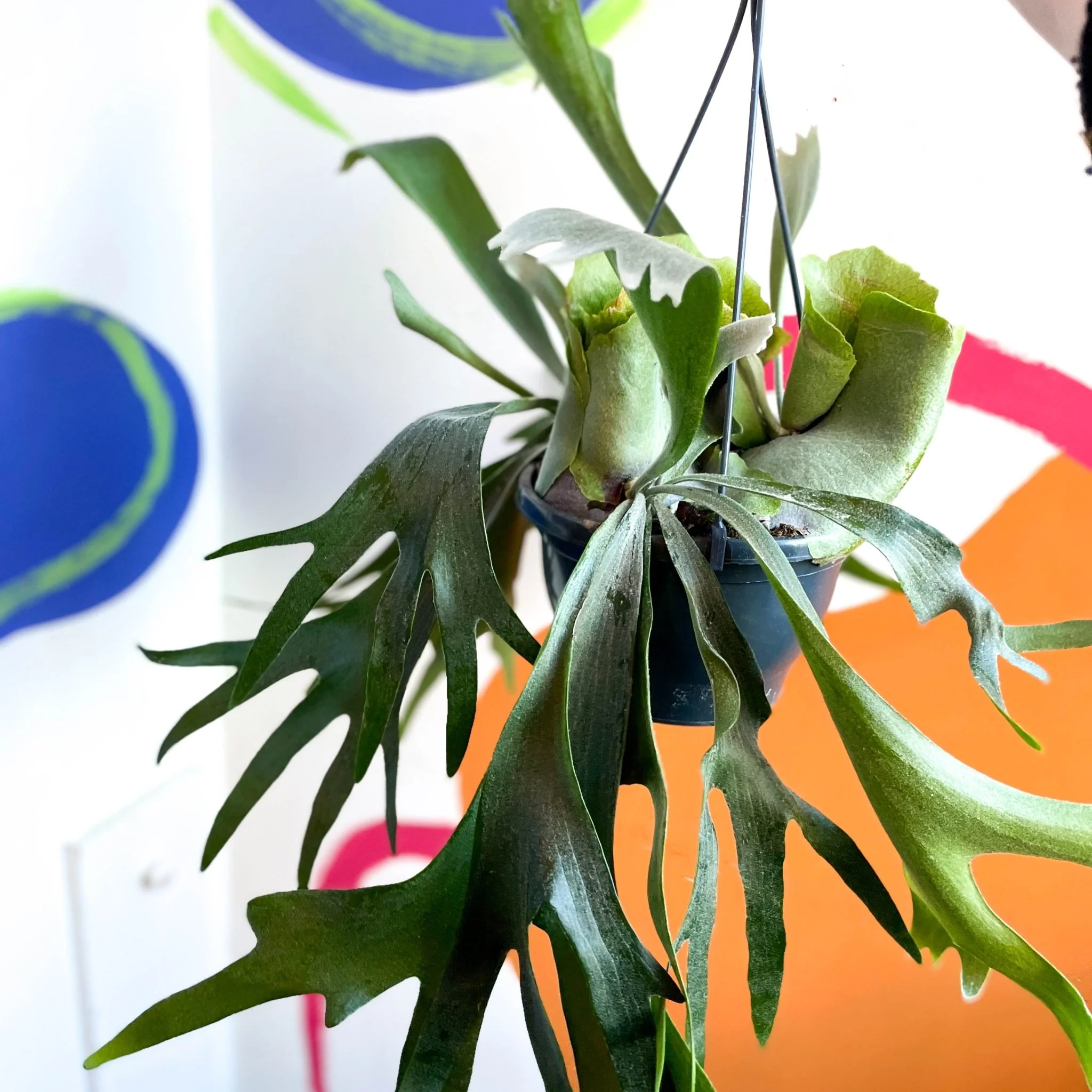 Platycerium bifurcatum - Staghorn Fern - Image 5