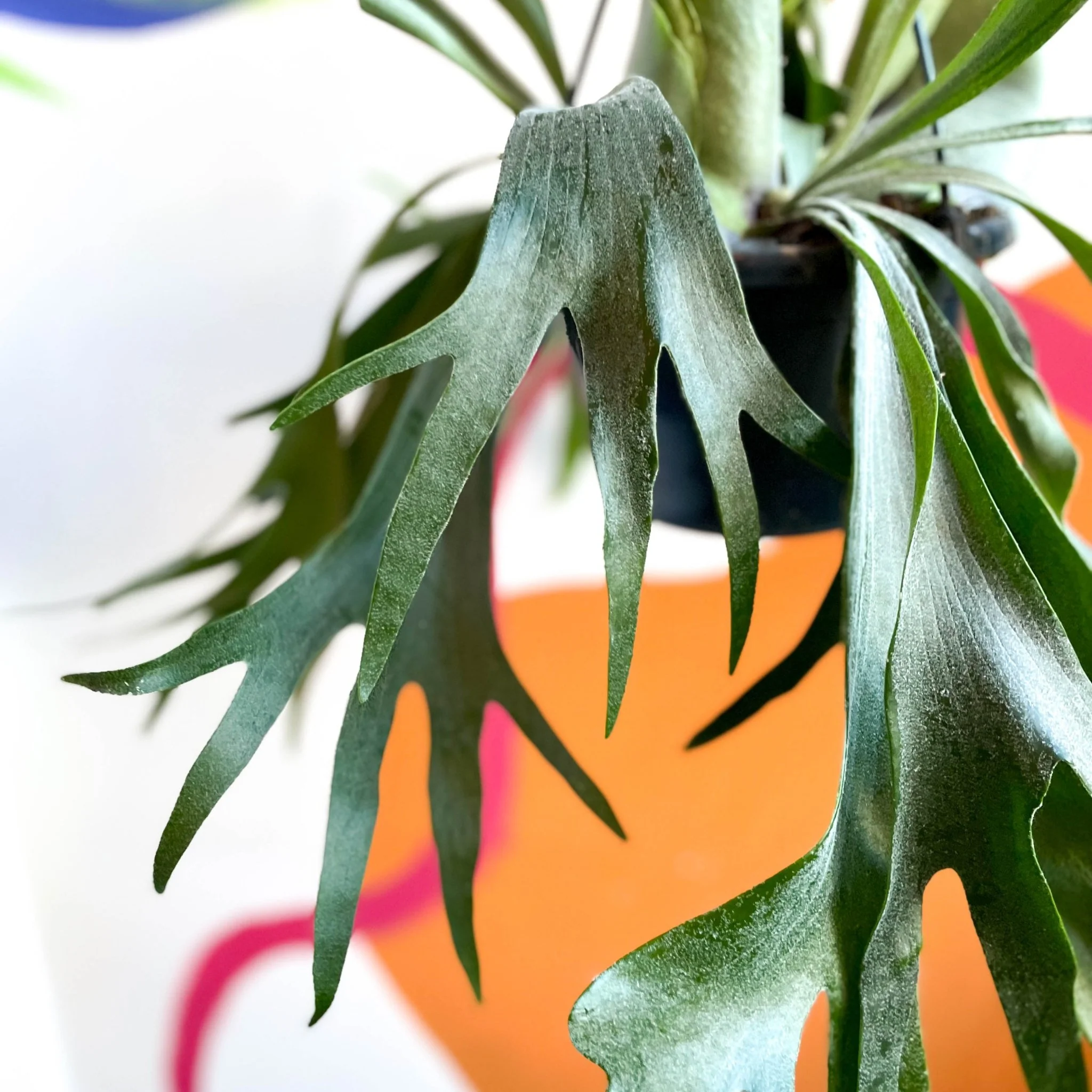 Platycerium bifurcatum - Staghorn Fern - Image 6