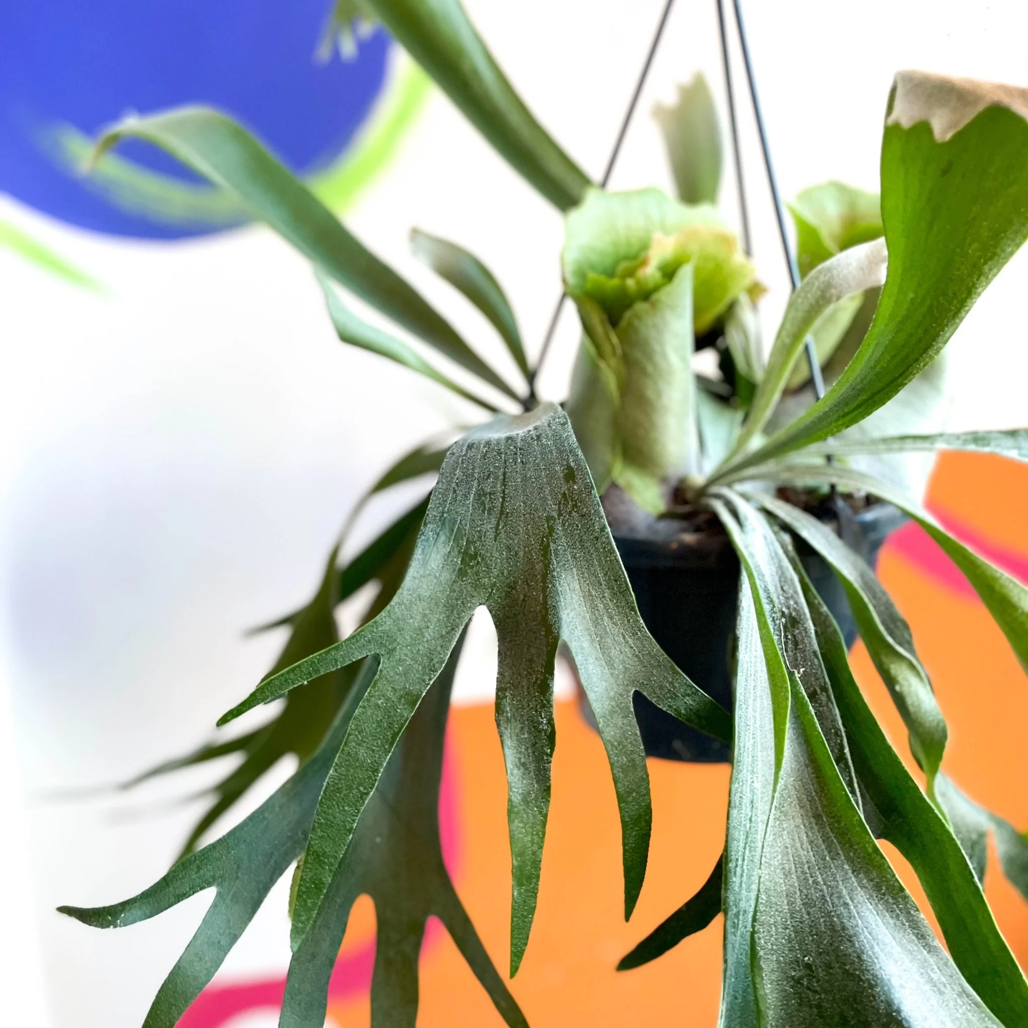 Platycerium bifurcatum - Staghorn Fern - Image 7