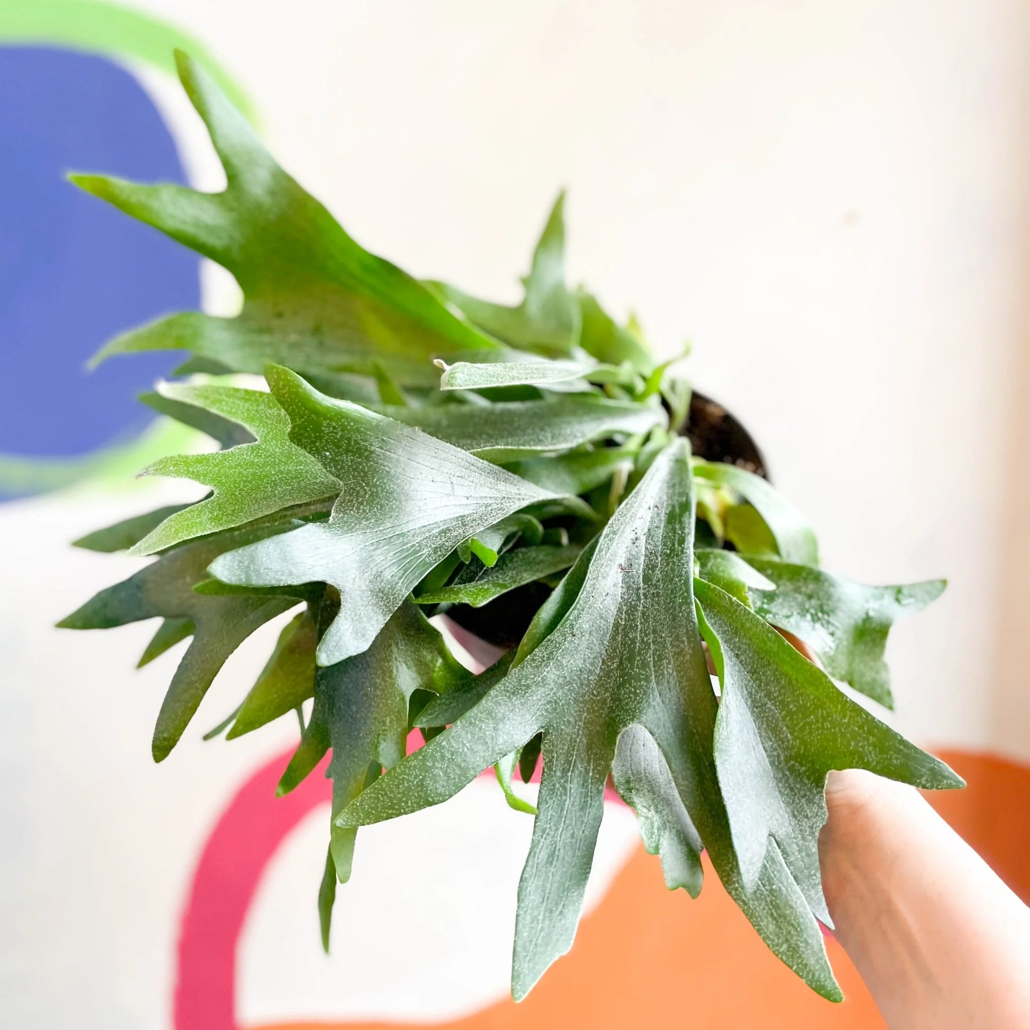 Platycerium bifurcatum - Staghorn Fern - Image 8