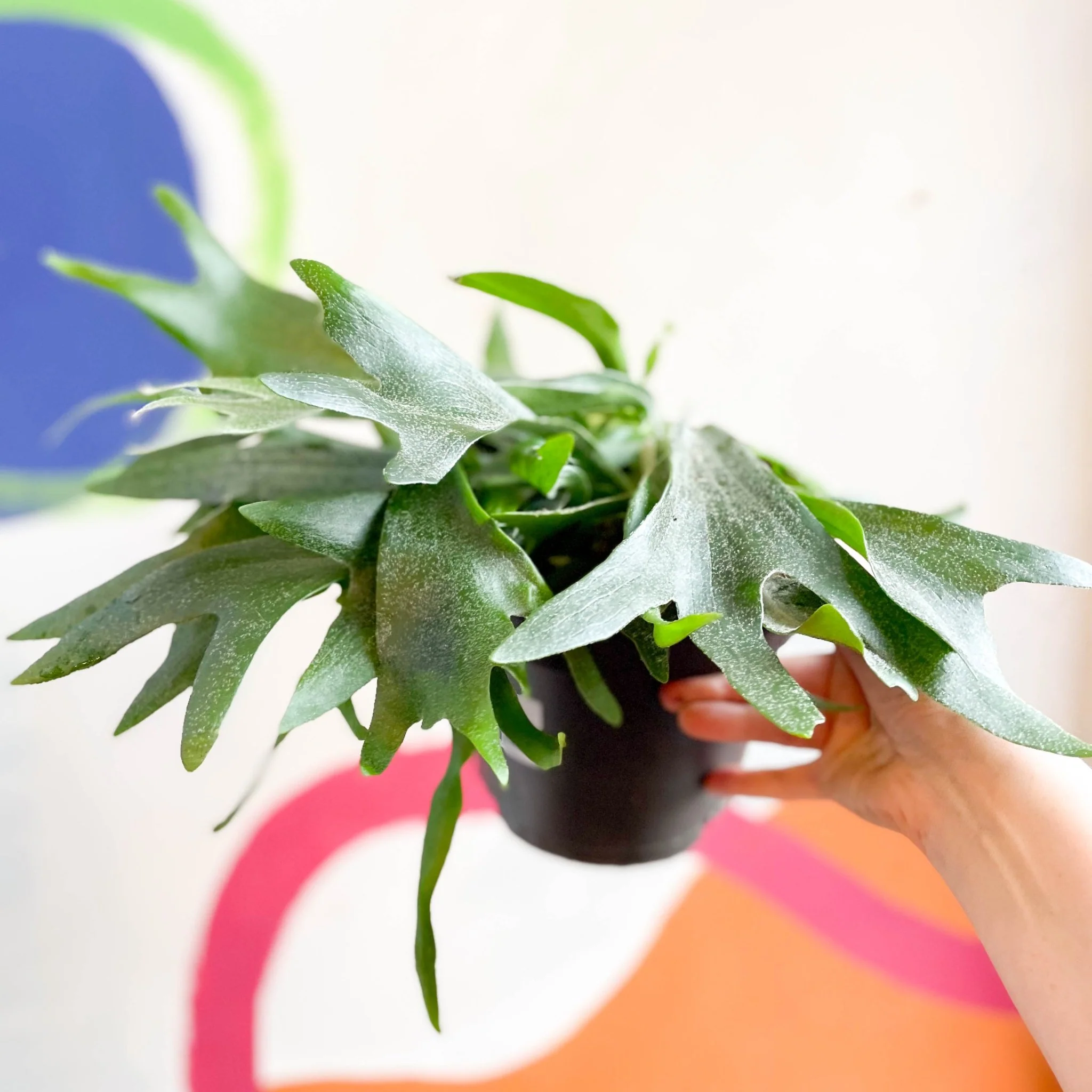 Platycerium bifurcatum - Staghorn Fern - Image 9