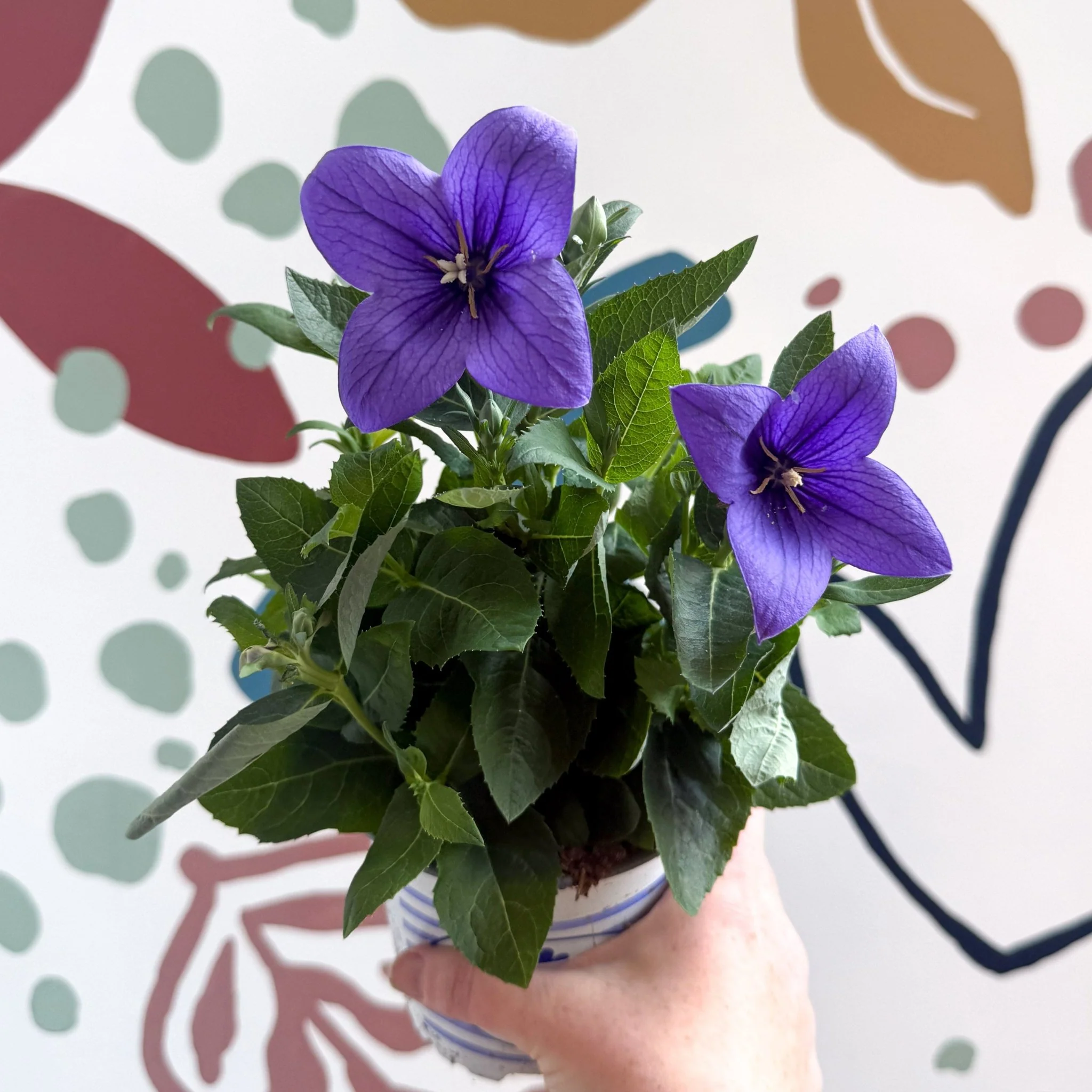 Platycodon grandiflorus 'Astra Blue' - Balloon Flower
