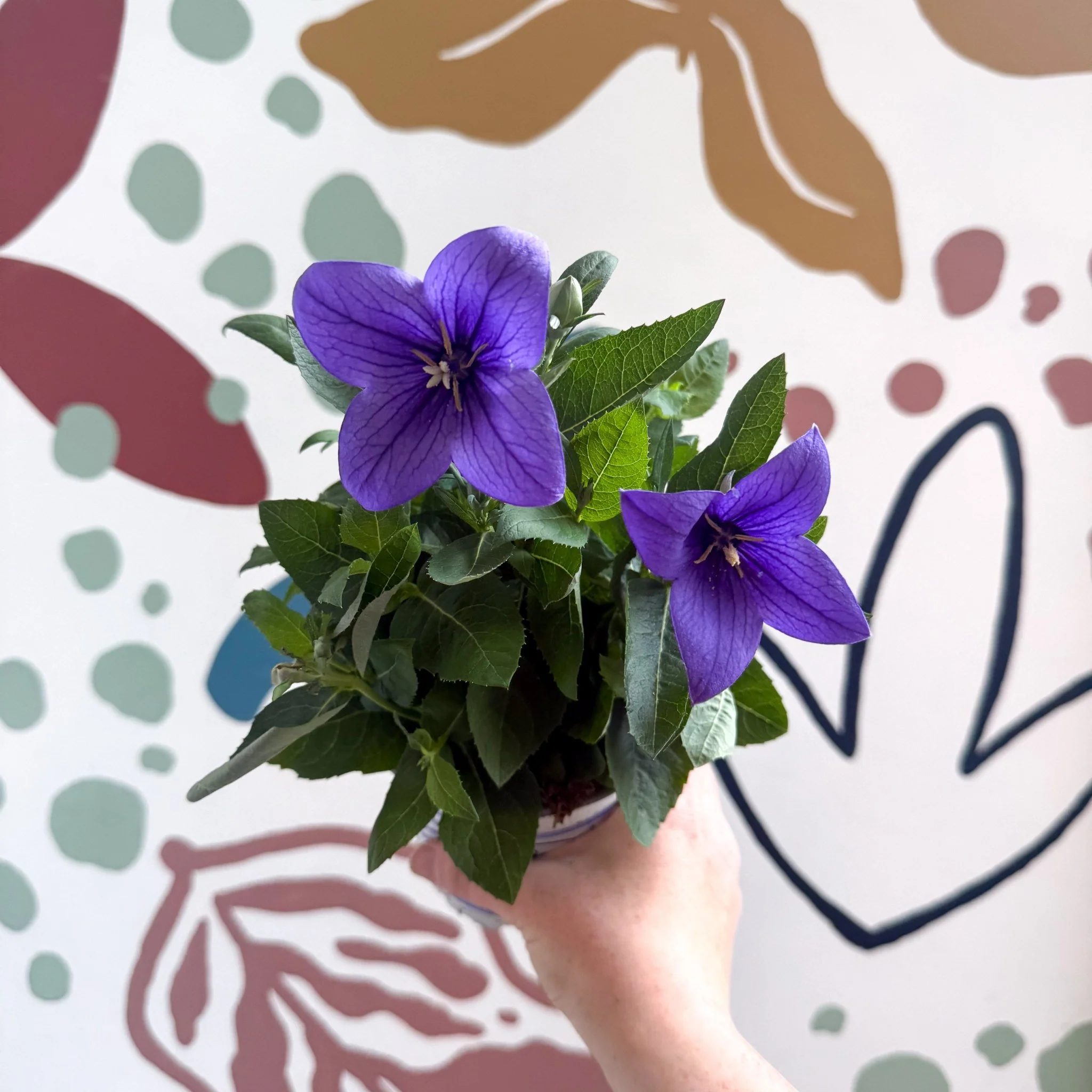 Platycodon grandiflorus 'Astra Blue' - Balloon Flower - Image 2