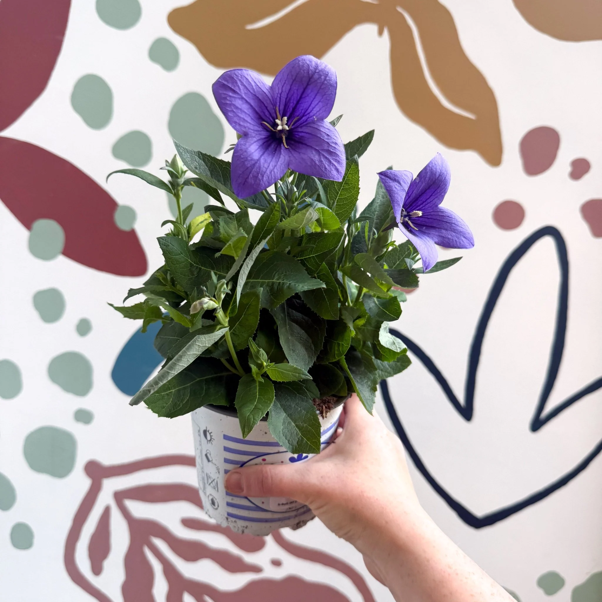 Platycodon grandiflorus 'Astra Blue' - Balloon Flower - Image 3