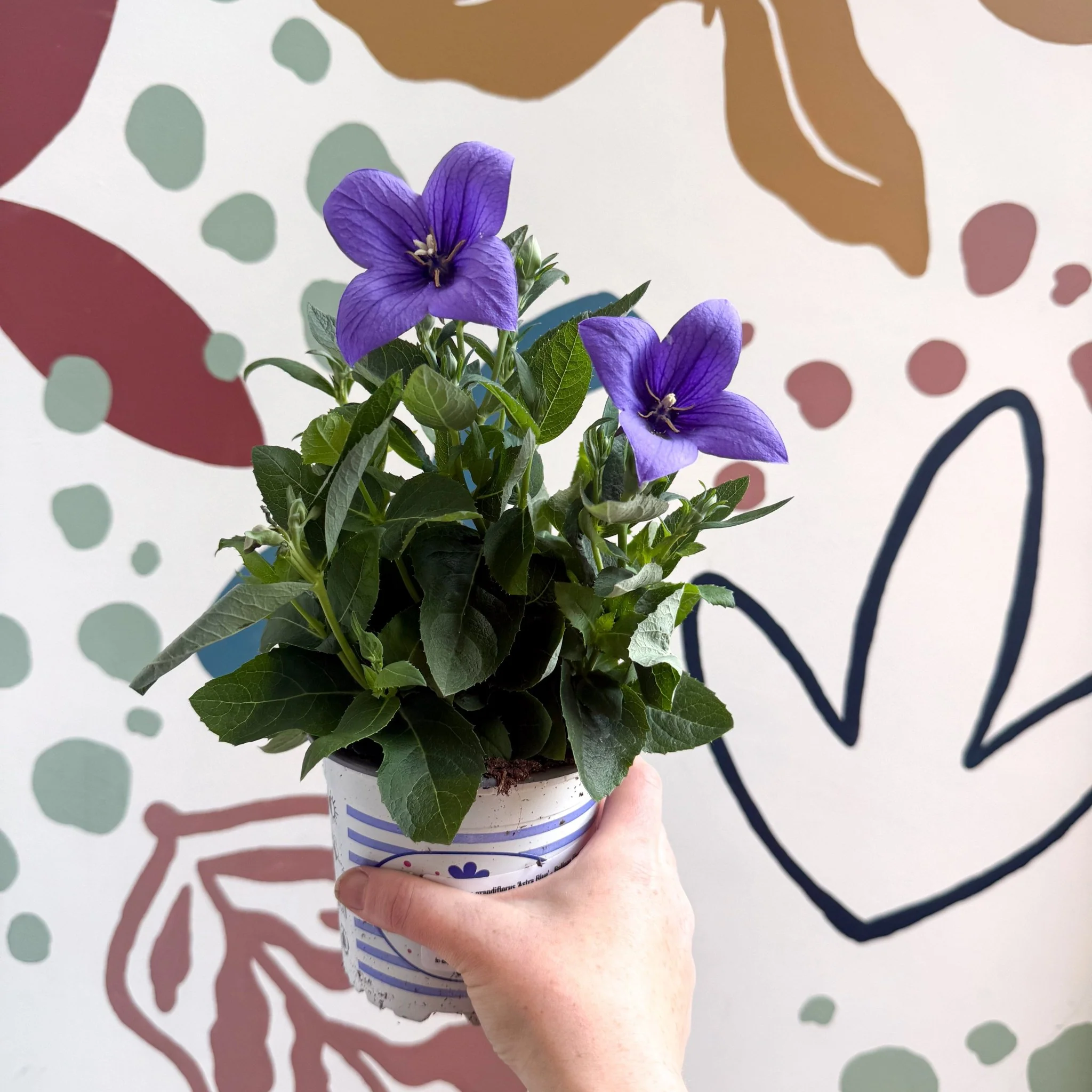 Platycodon grandiflorus 'Astra Blue' - Balloon Flower - Image 4
