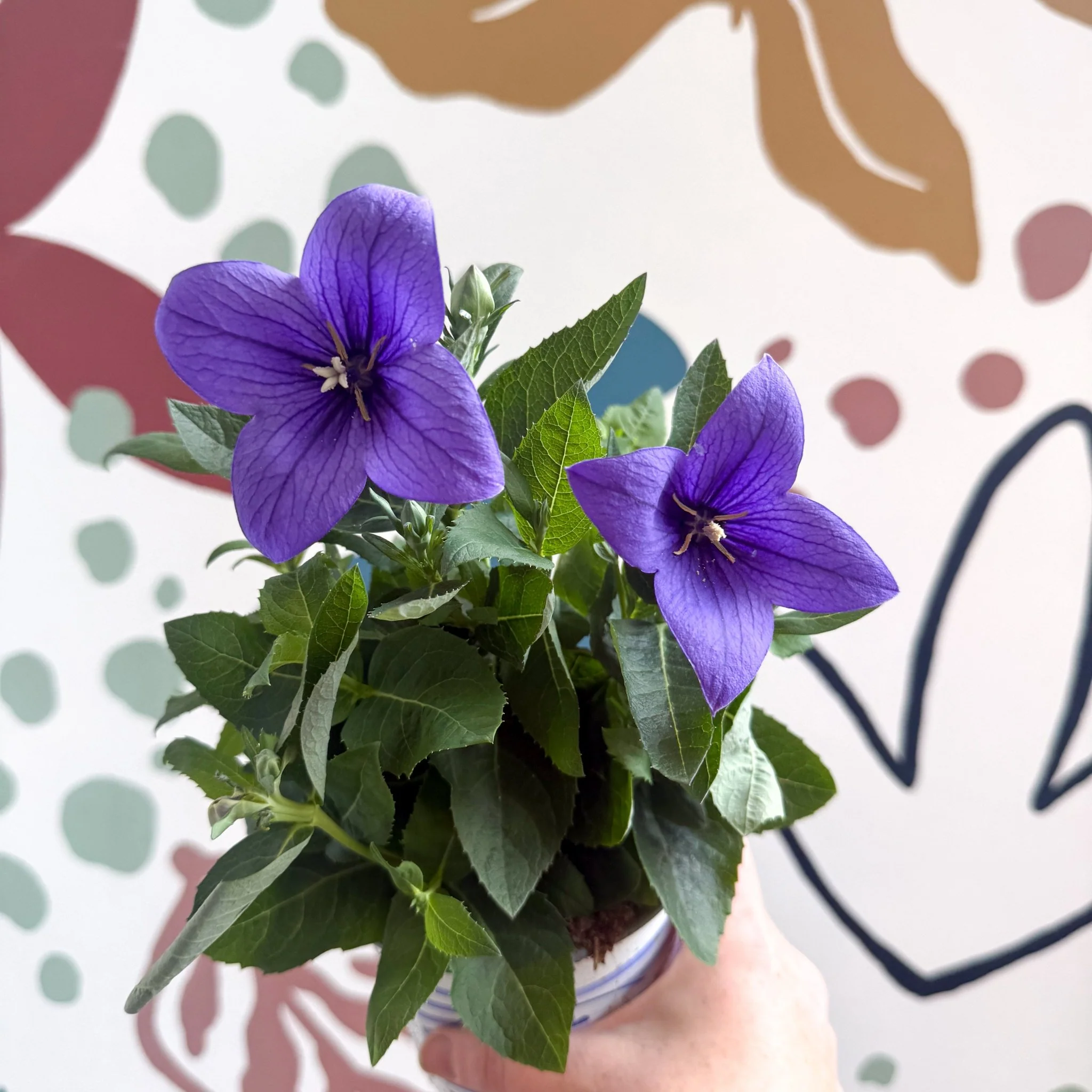 Platycodon grandiflorus 'Astra Blue' - Balloon Flower - Image 5