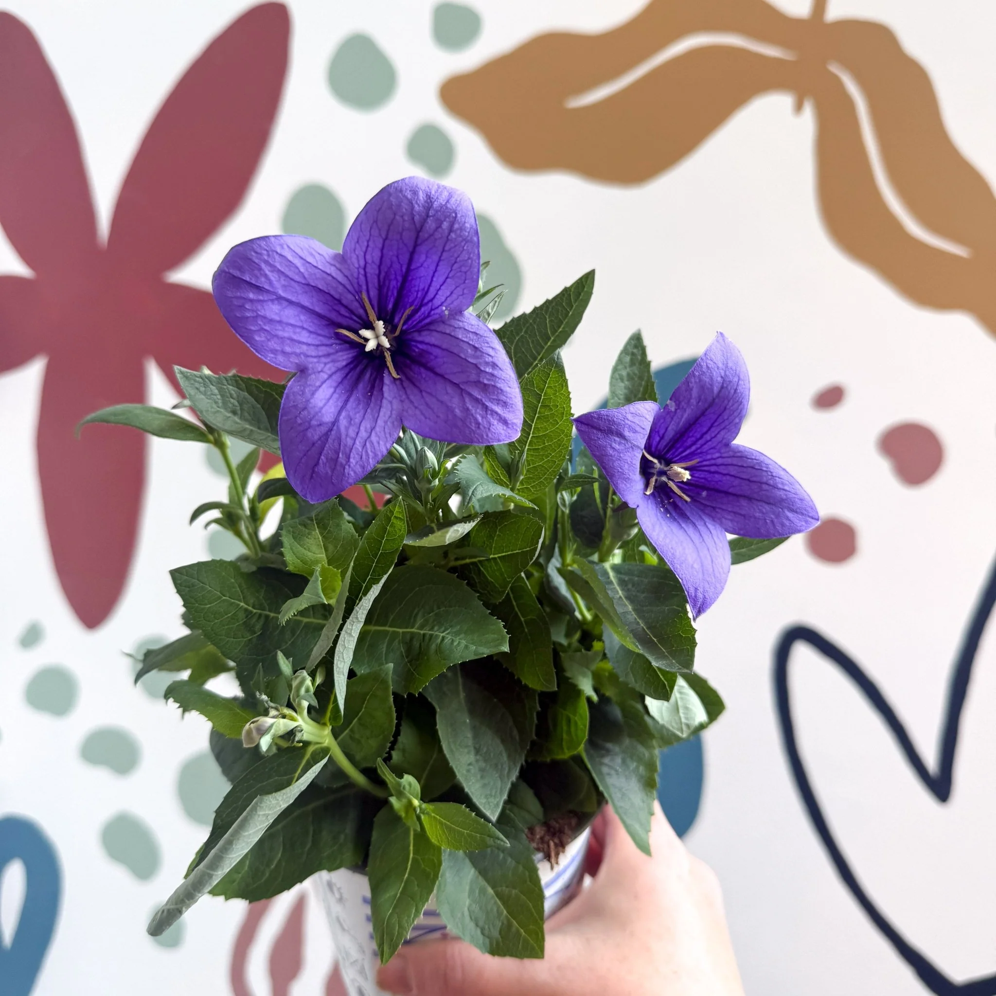 Platycodon grandiflorus 'Astra Blue' - Balloon Flower - Image 6