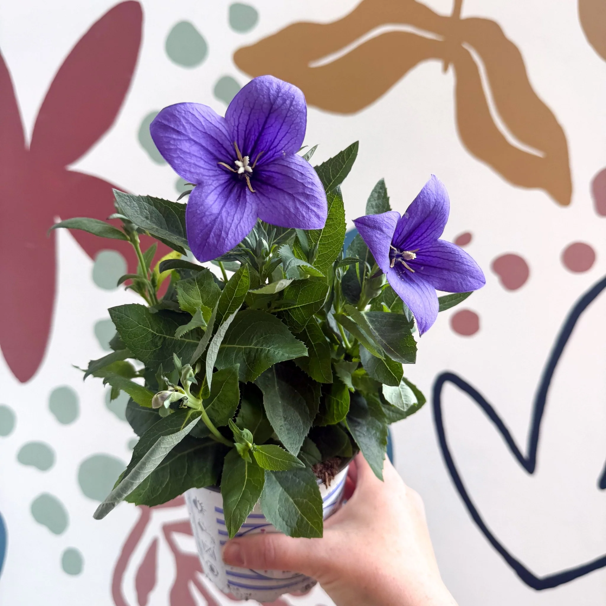 Platycodon grandiflorus 'Astra Blue' - Balloon Flower - Image 7