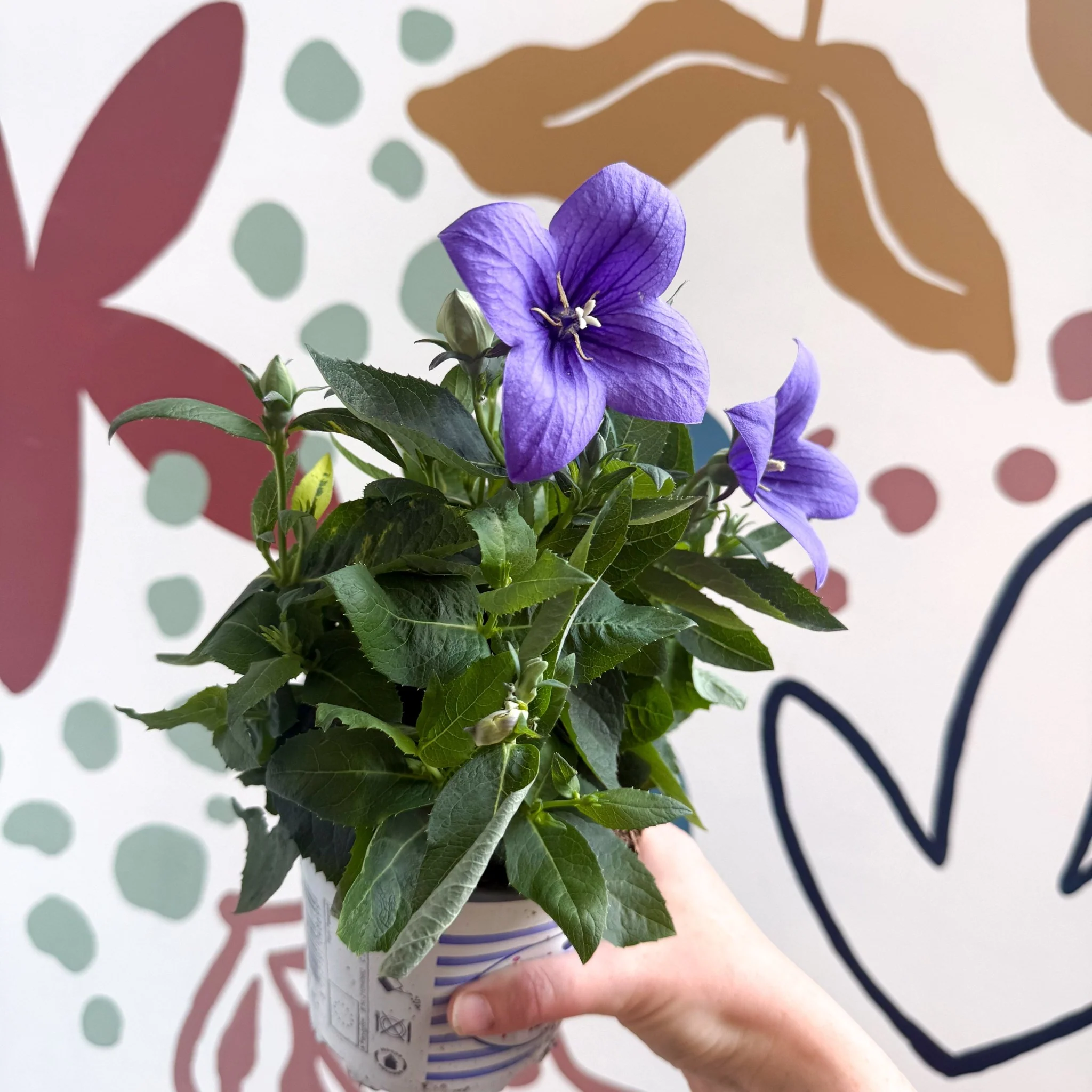 Platycodon grandiflorus 'Astra Blue' - Balloon Flower - Image 8