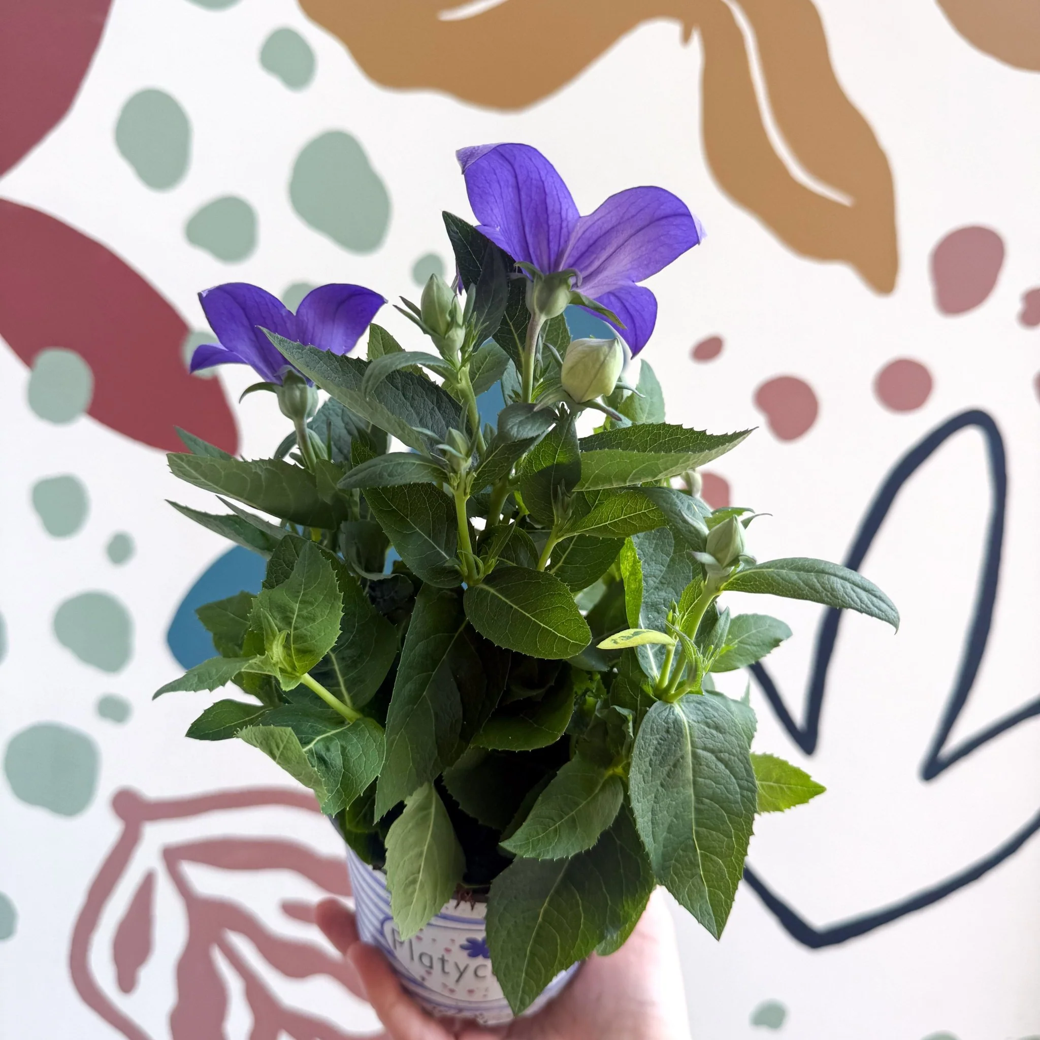 Platycodon grandiflorus 'Astra Blue' - Balloon Flower - Image 9