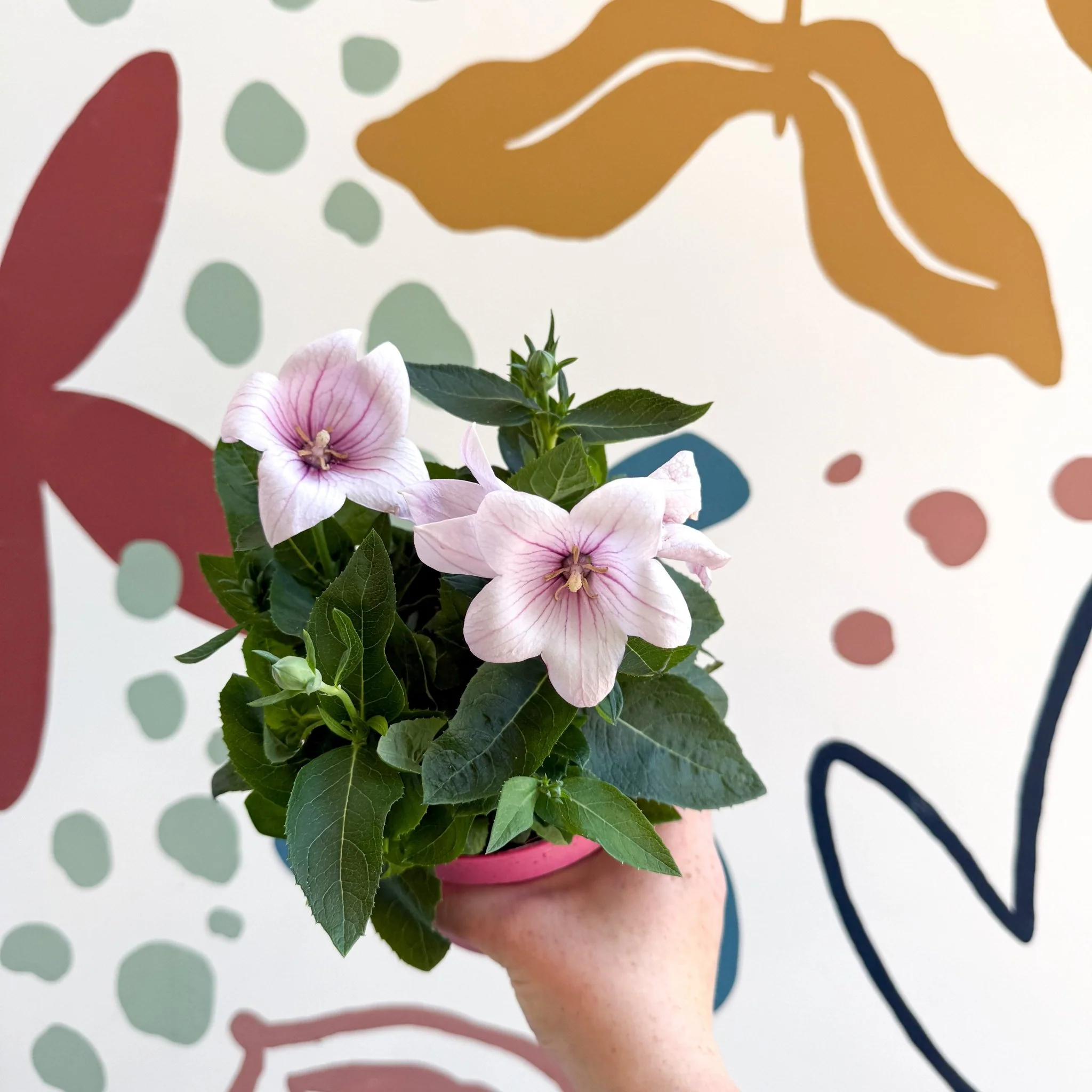 Platycodon grandiflorus 'Astra Pink' - Balloon Flower - Image 10