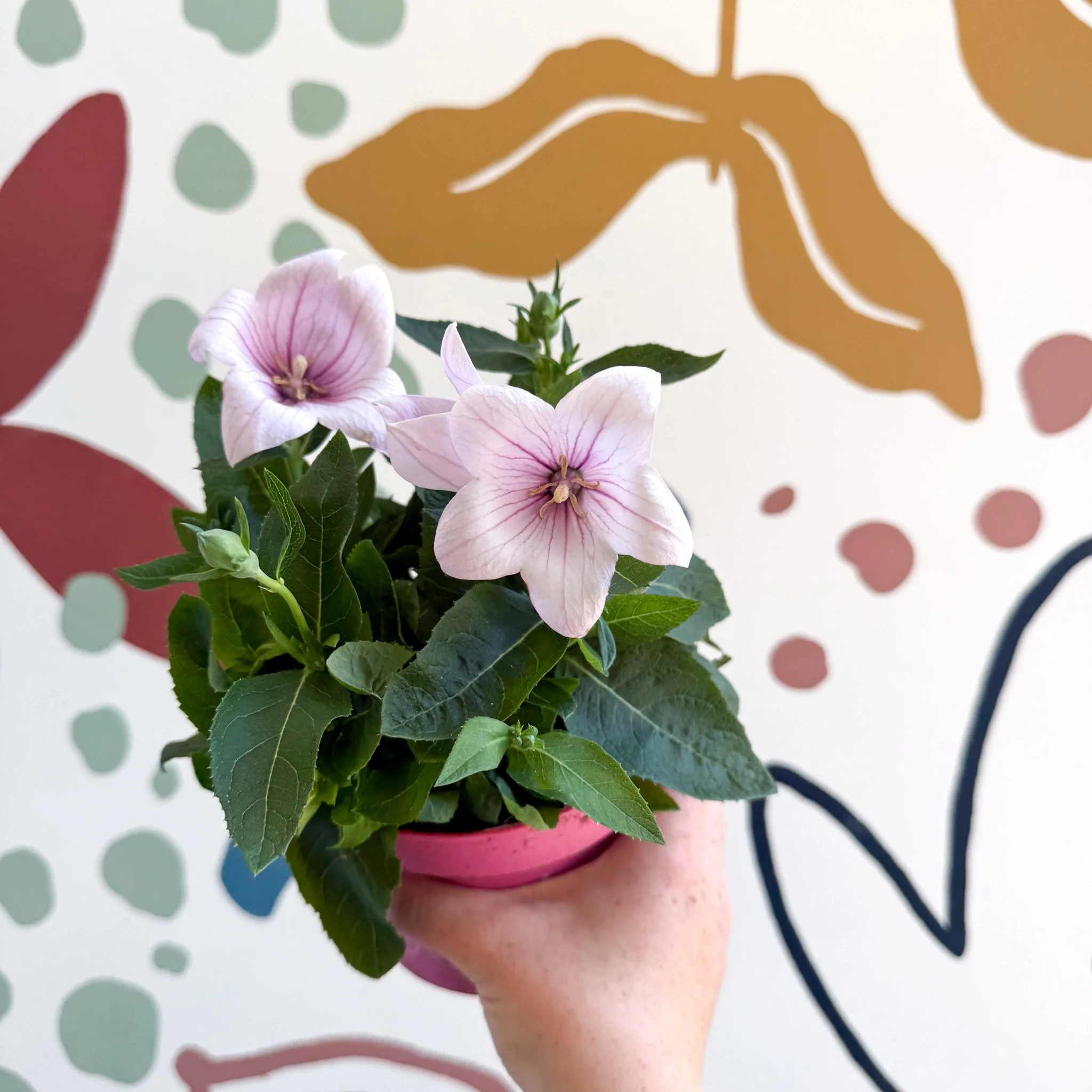 Platycodon grandiflorus 'Astra Pink' - Balloon Flower - Image 11