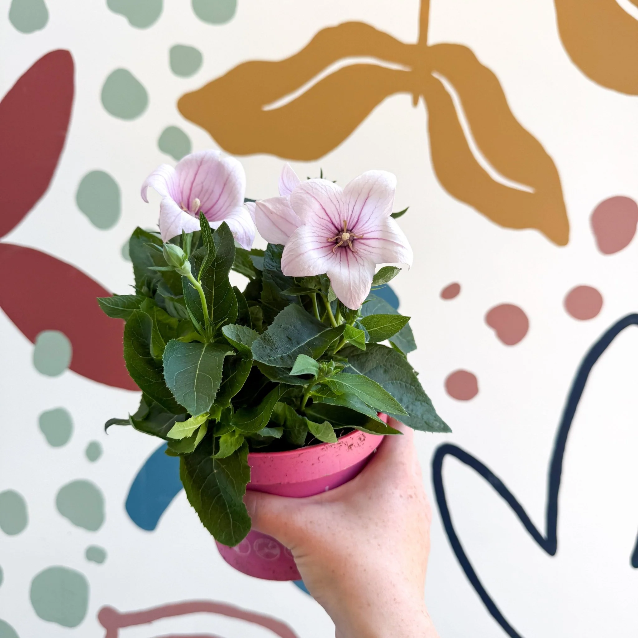 Platycodon grandiflorus 'Astra Pink' - Balloon Flower - Image 12