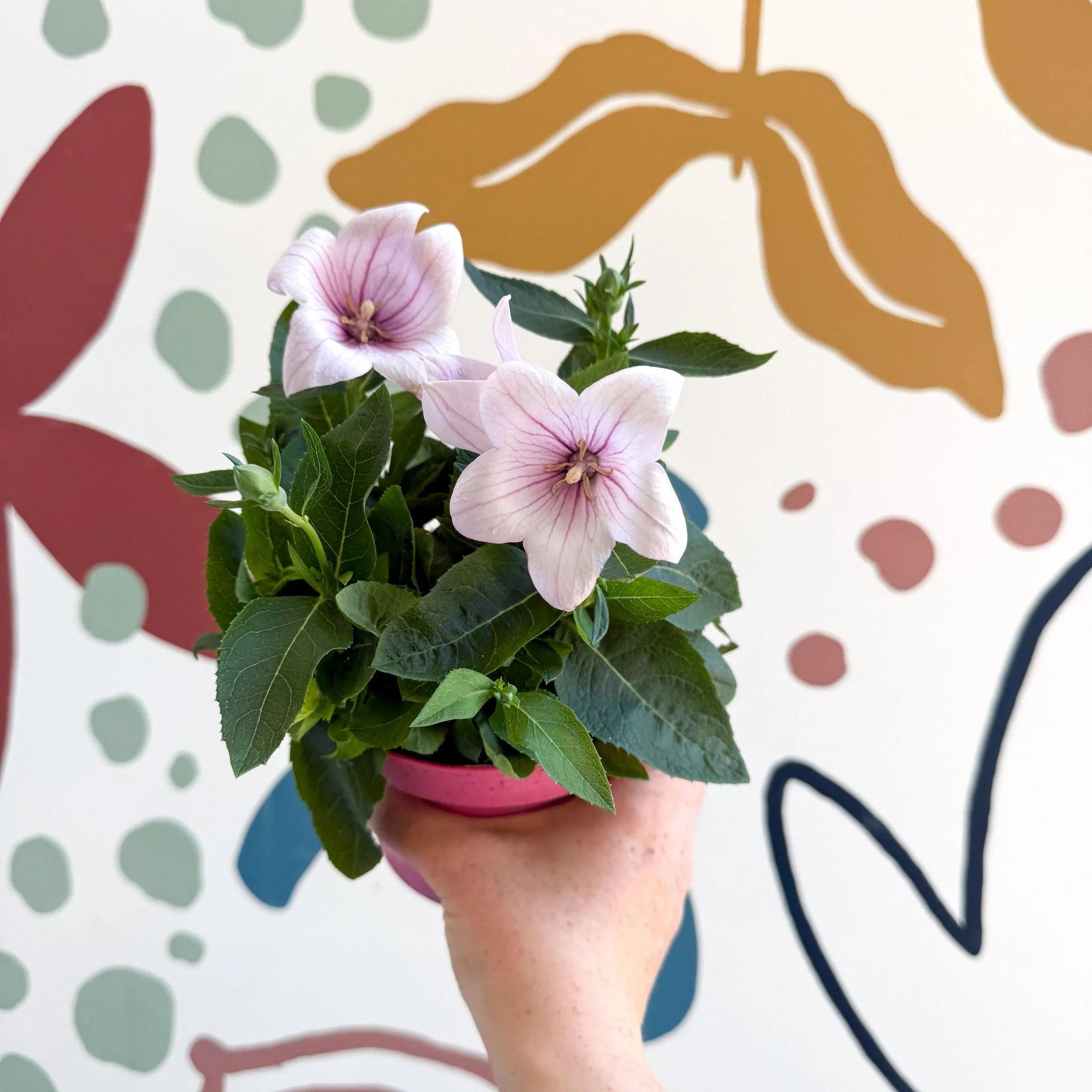 Platycodon grandiflorus 'Astra Pink' - Balloon Flower - Image 14
