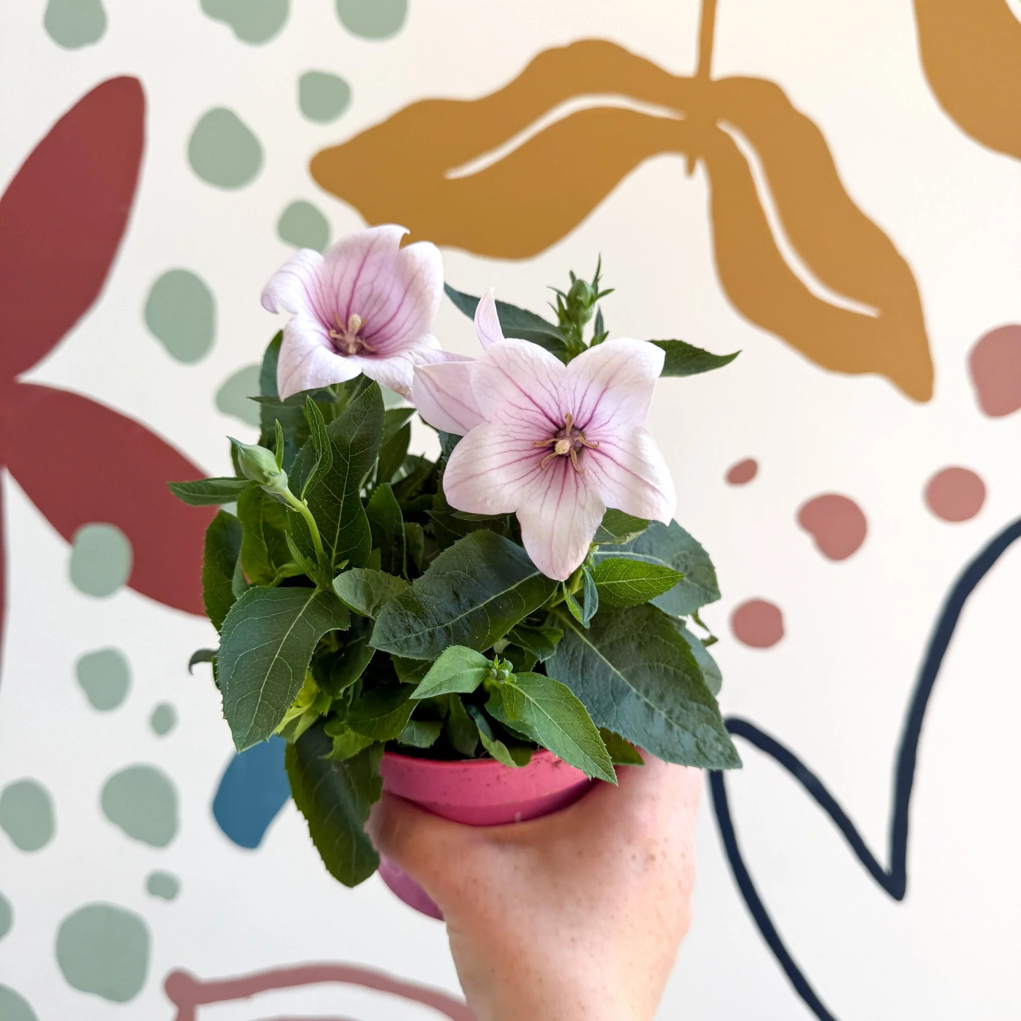Platycodon grandiflorus 'Astra Pink' - Balloon Flower - Image 15