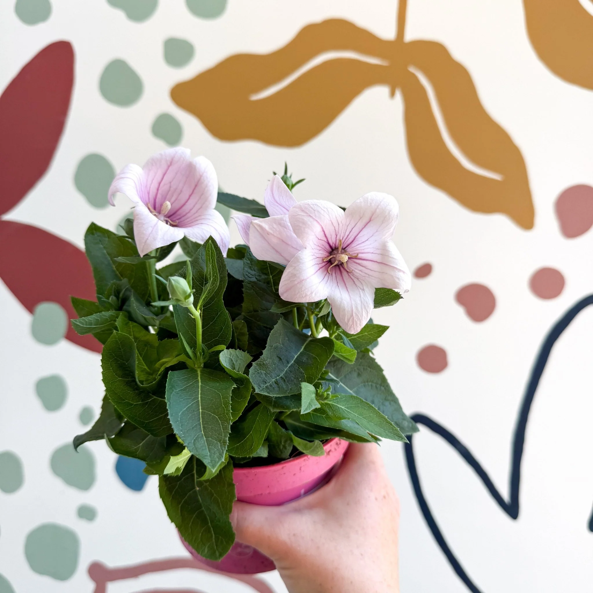 Platycodon grandiflorus 'Astra Pink' - Balloon Flower - Image 16