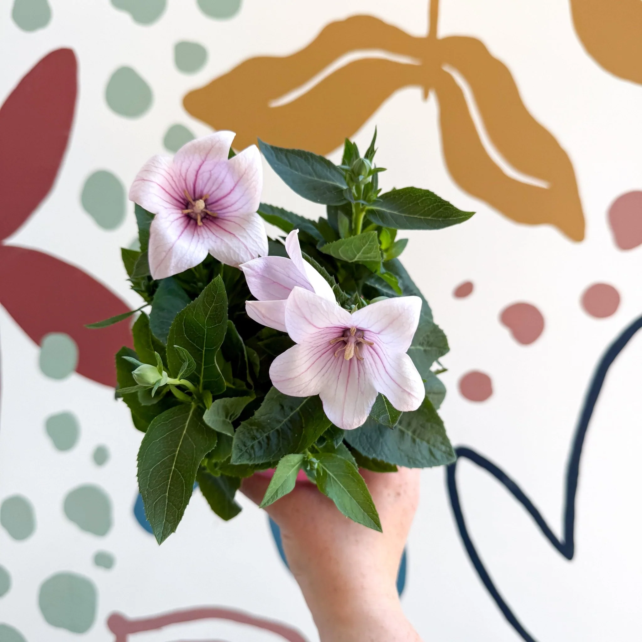Platycodon grandiflorus 'Astra Pink' - Balloon Flower - Image 2