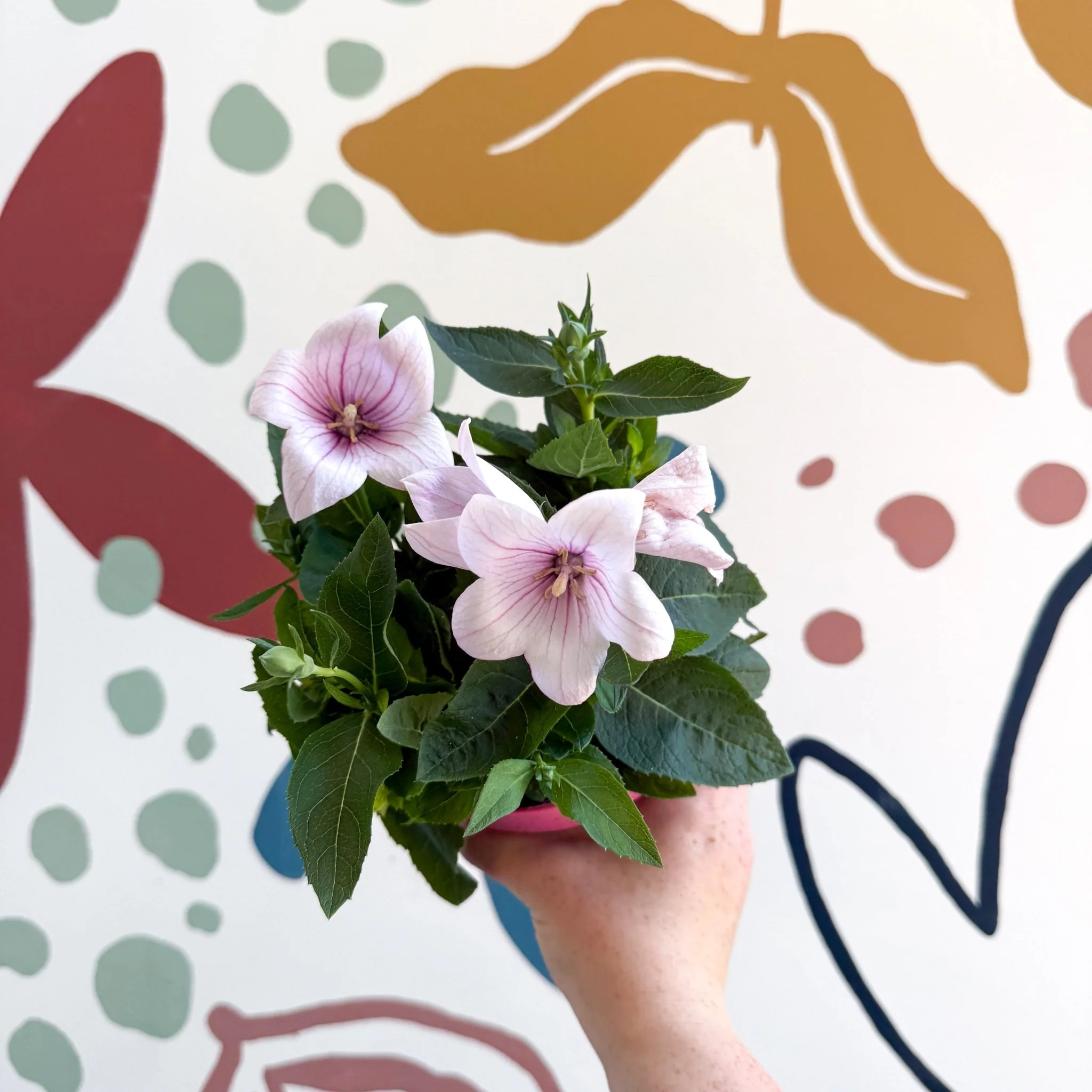 Platycodon grandiflorus 'Astra Pink' - Balloon Flower - Image 3