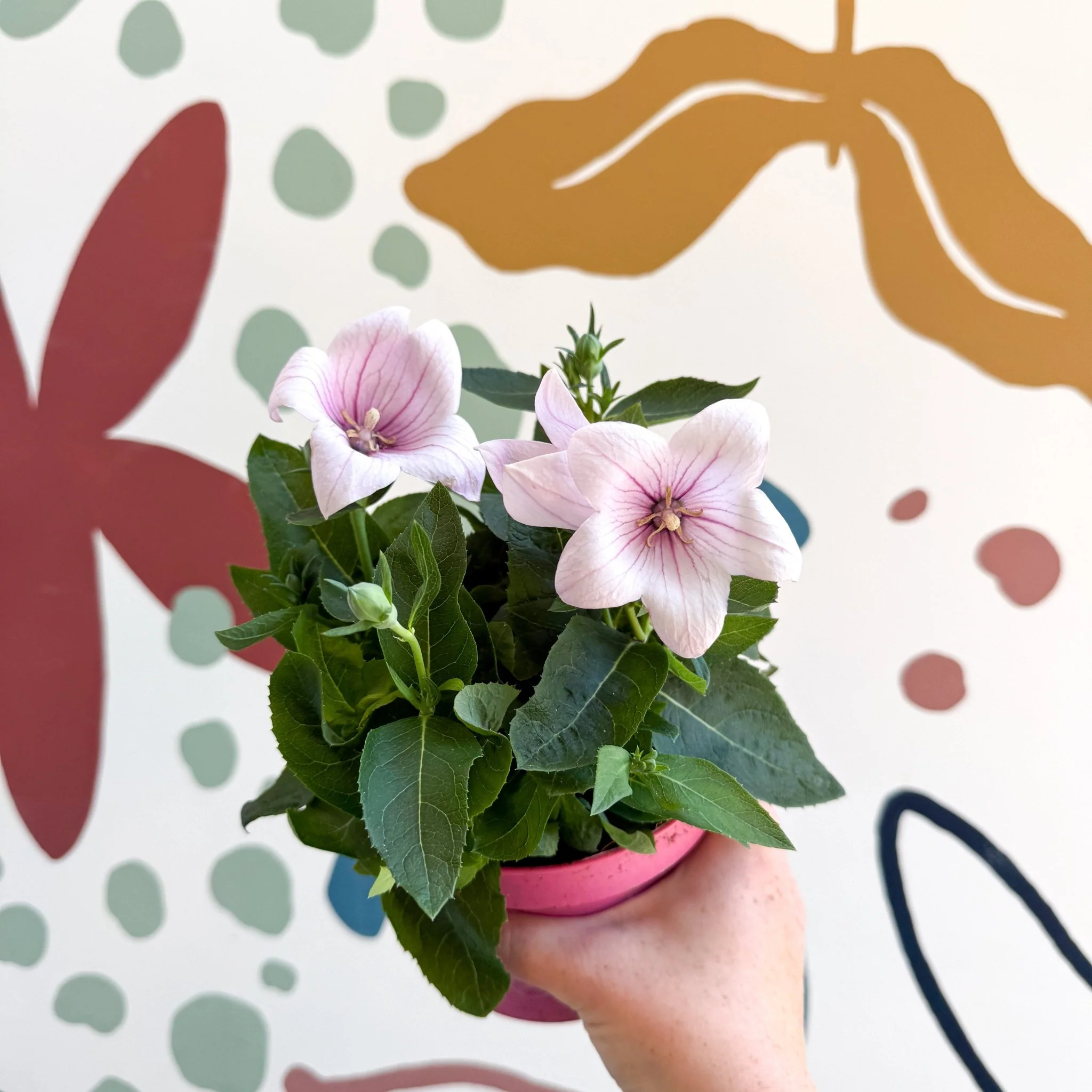Platycodon grandiflorus 'Astra Pink' - Balloon Flower - Image 4