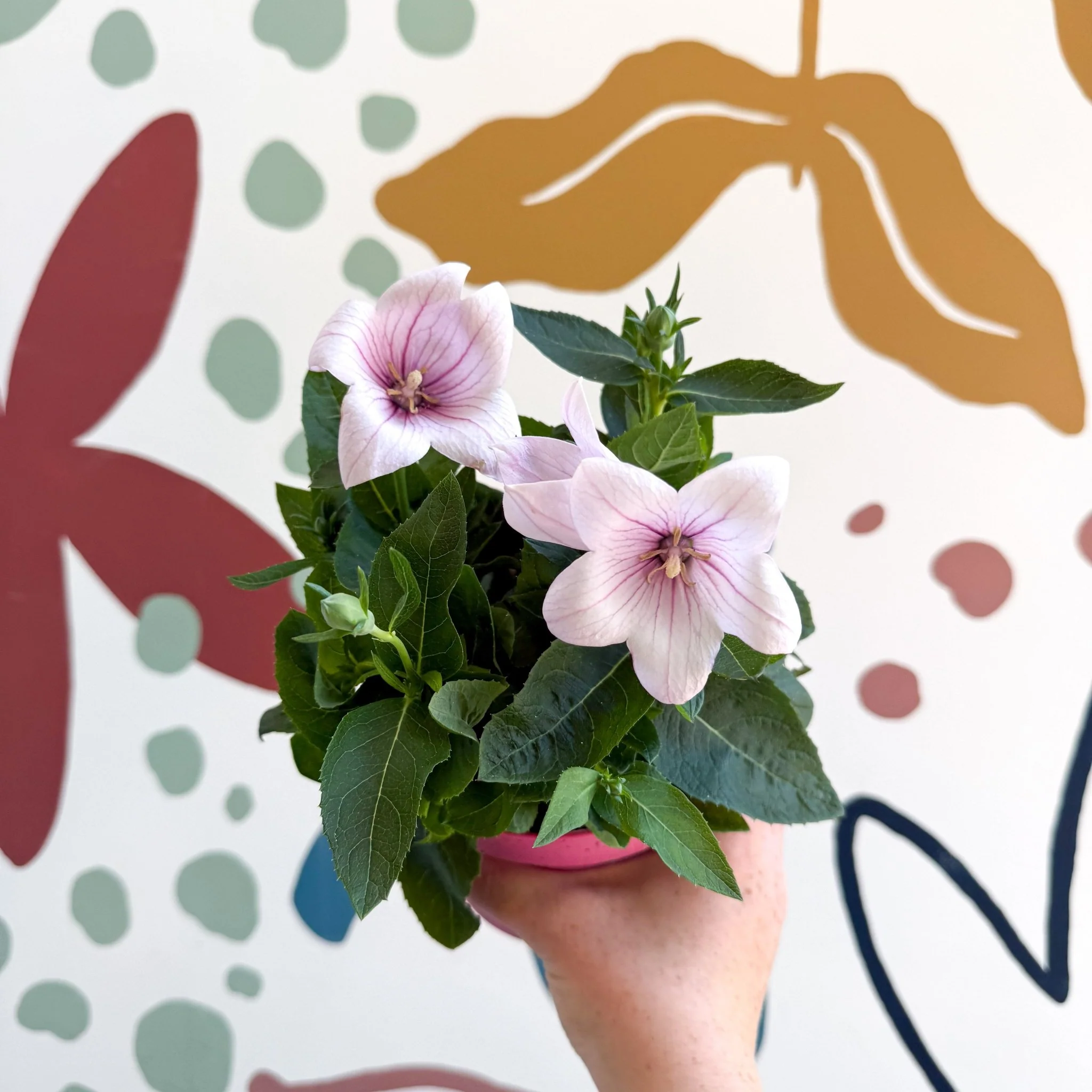 Platycodon grandiflorus 'Astra Pink' - Balloon Flower - Image 5