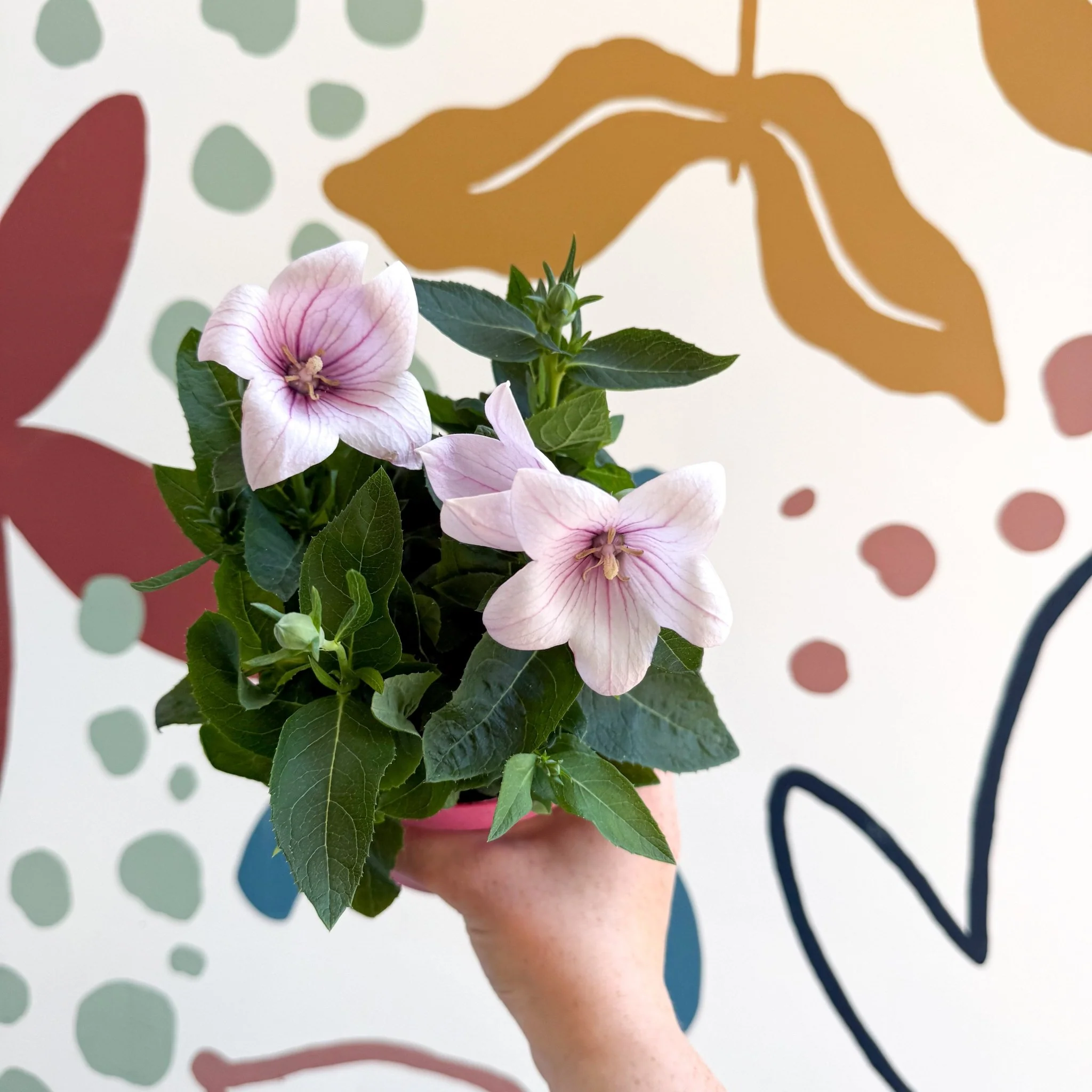 Platycodon grandiflorus 'Astra Pink' - Balloon Flower - Image 9