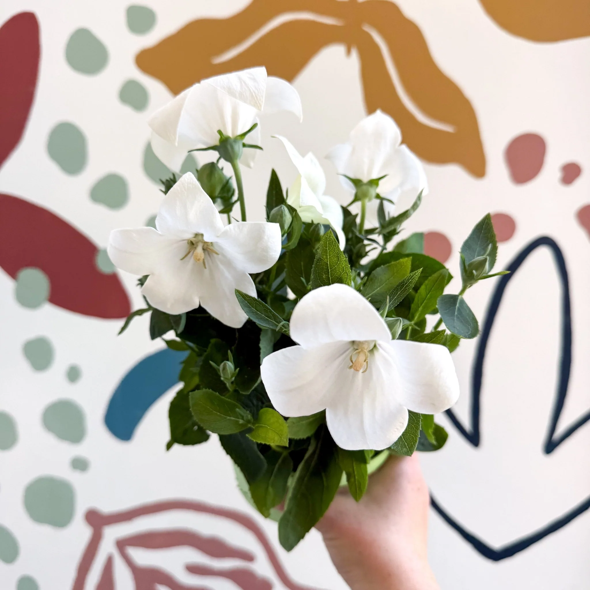 Platycodon grandiflorus 'Astra White' - Balloon Flower - Image 11