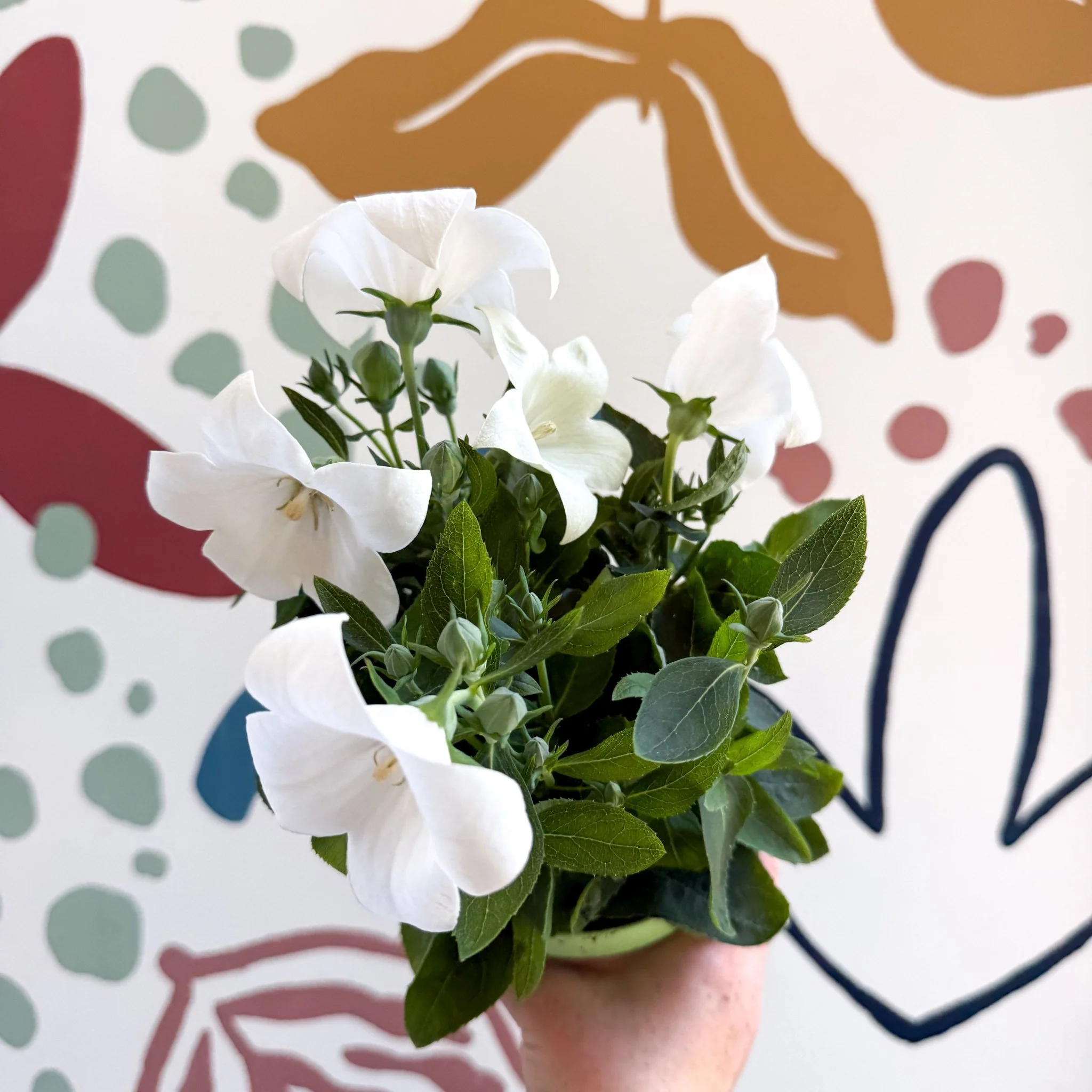 Platycodon grandiflorus 'Astra White' - Balloon Flower - Image 12
