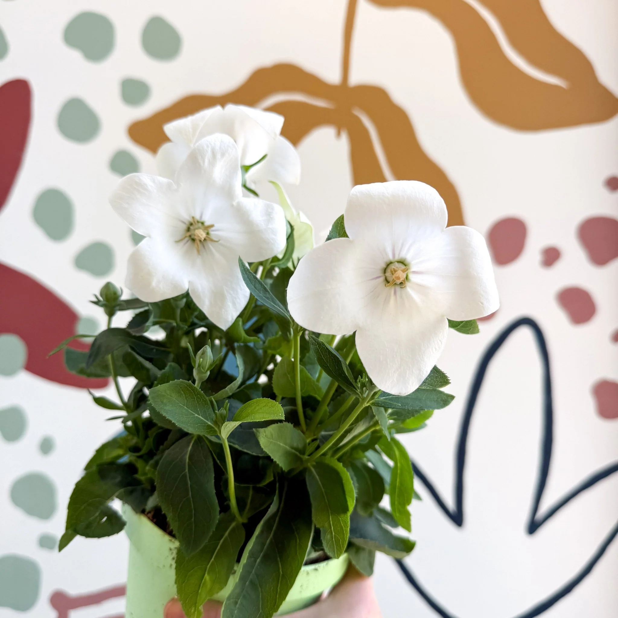 Platycodon grandiflorus 'Astra White' - Balloon Flower - Image 3