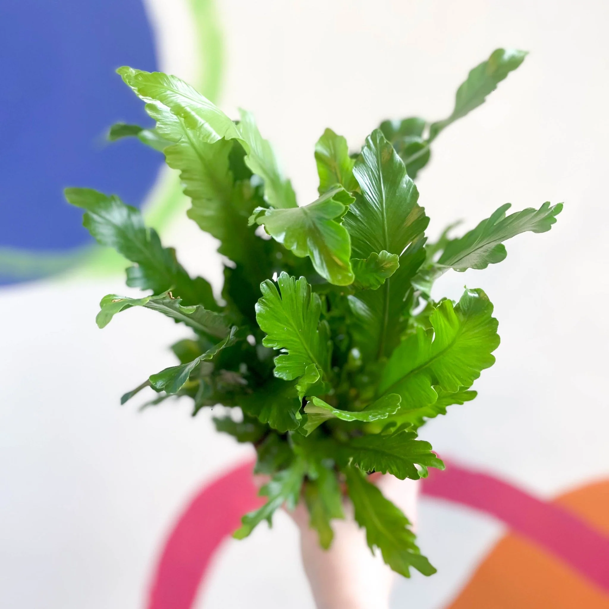 Champion's Bird's Nest Fern - Asplenium nidus 'Campio' - Image 2
