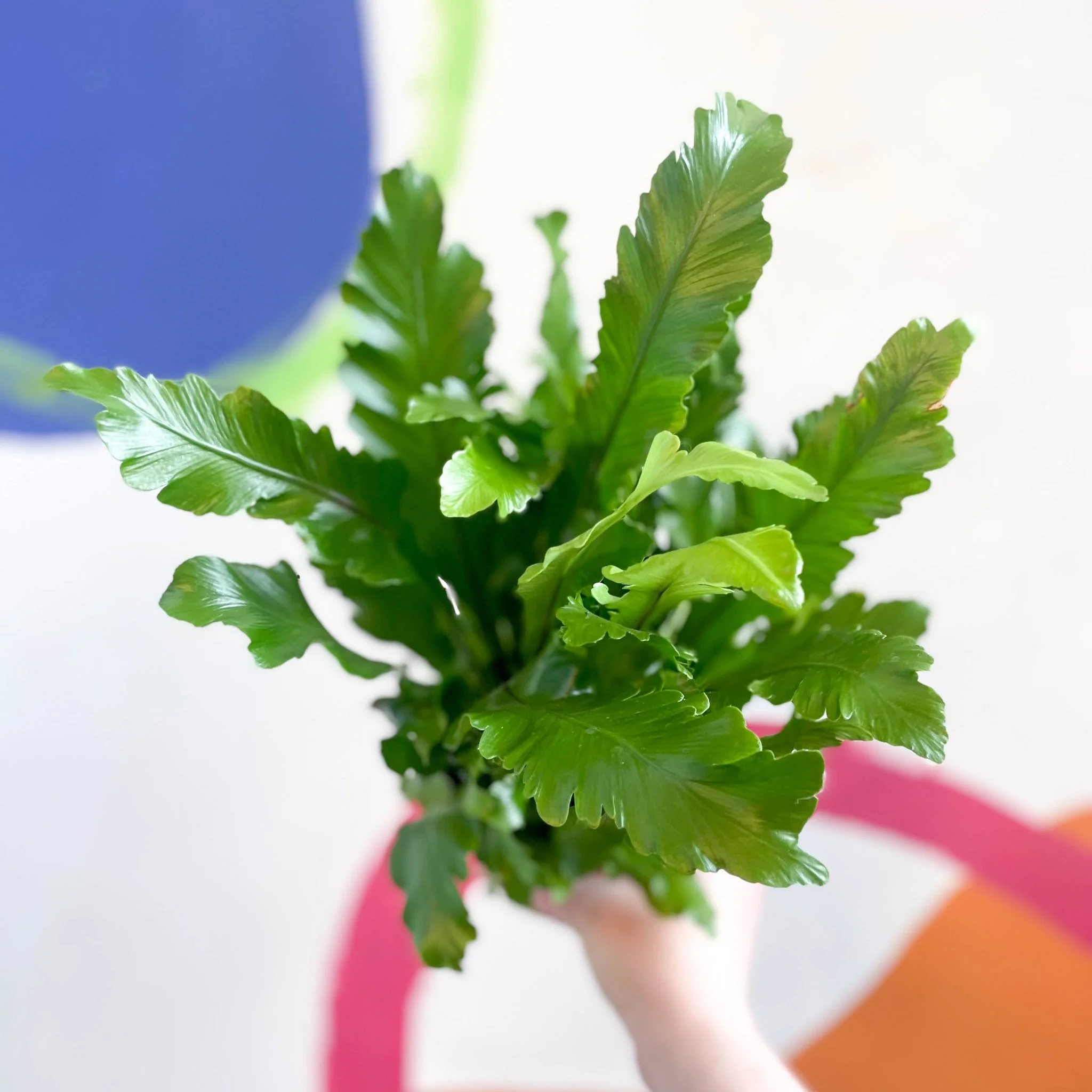 Champion's Bird's Nest Fern - Asplenium nidus 'Campio' - Image 3