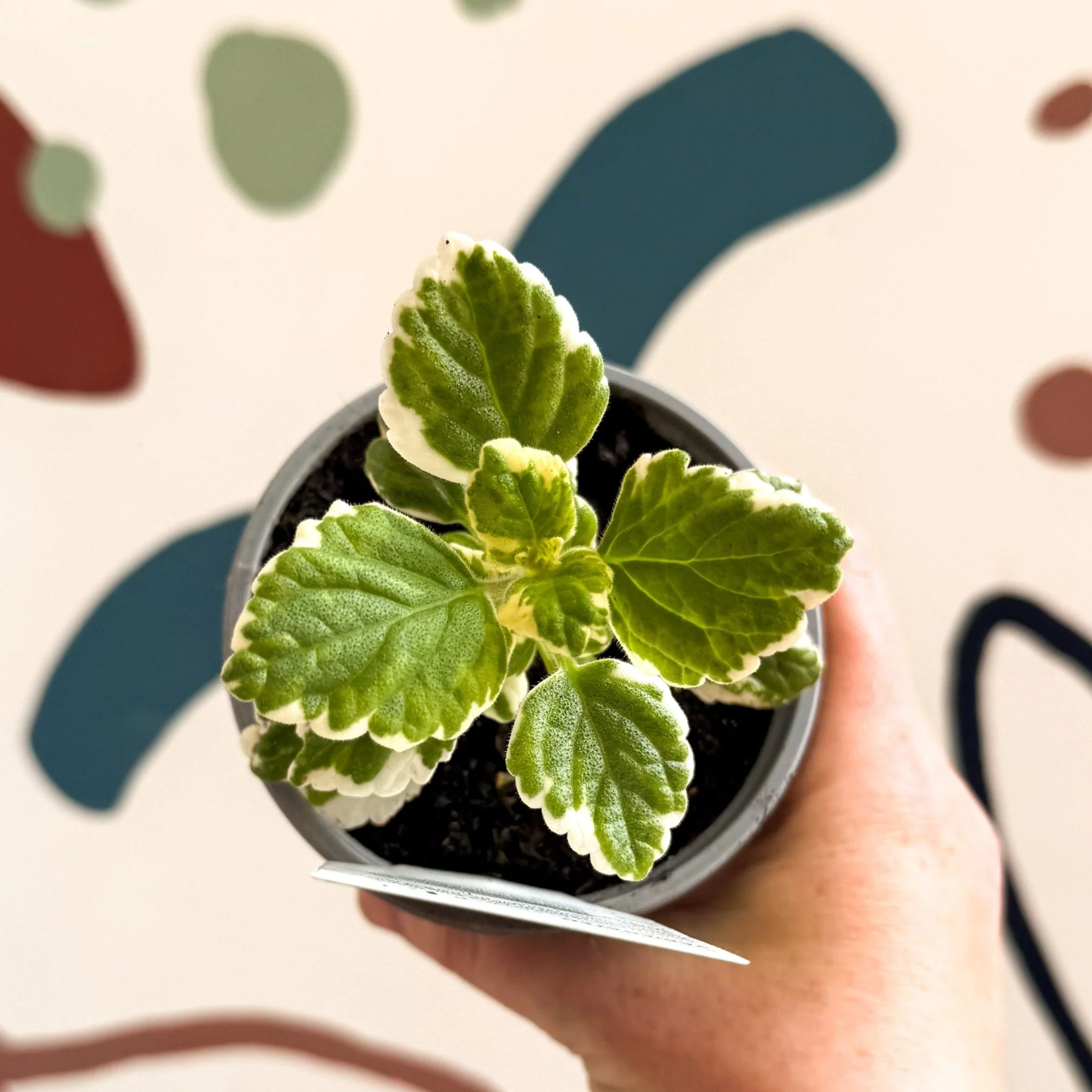 Plectranthus 'Variegated' - British Grown - Image 2