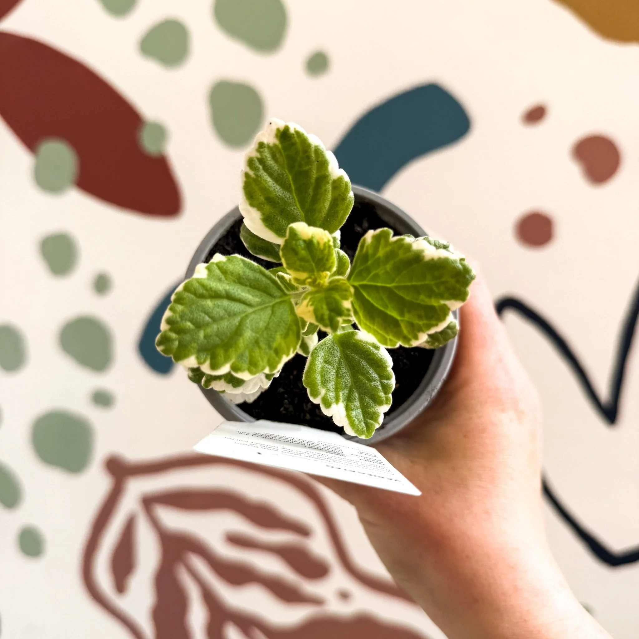 Plectranthus 'Variegated' - British Grown - Image 4