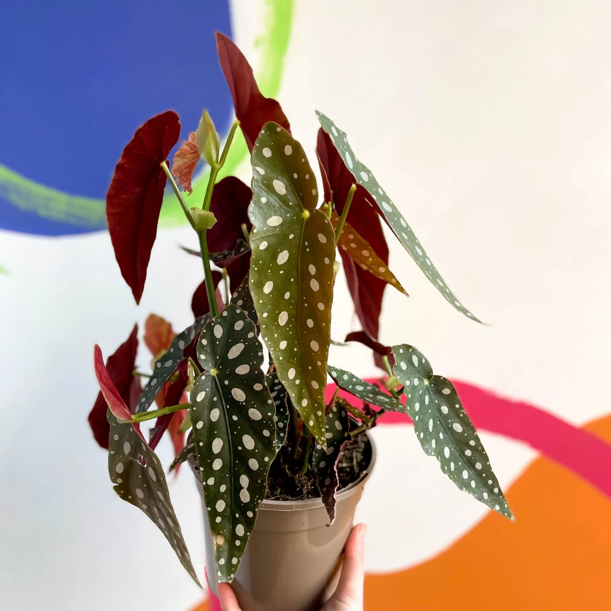 Polka Dot Begonia - Begonia maculata - British Grown - Image 3