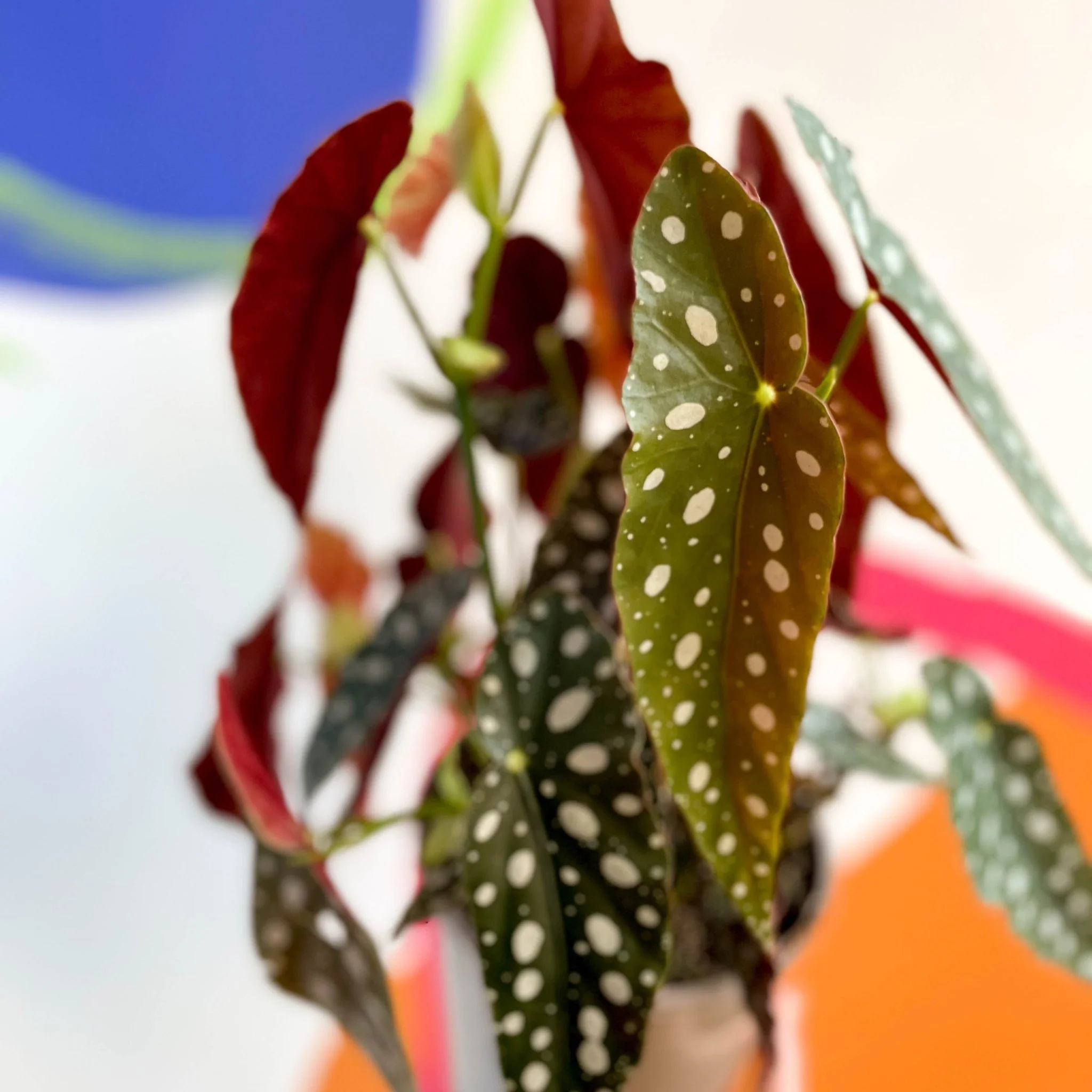 Polka Dot Begonia - Begonia maculata - British Grown - Image 4