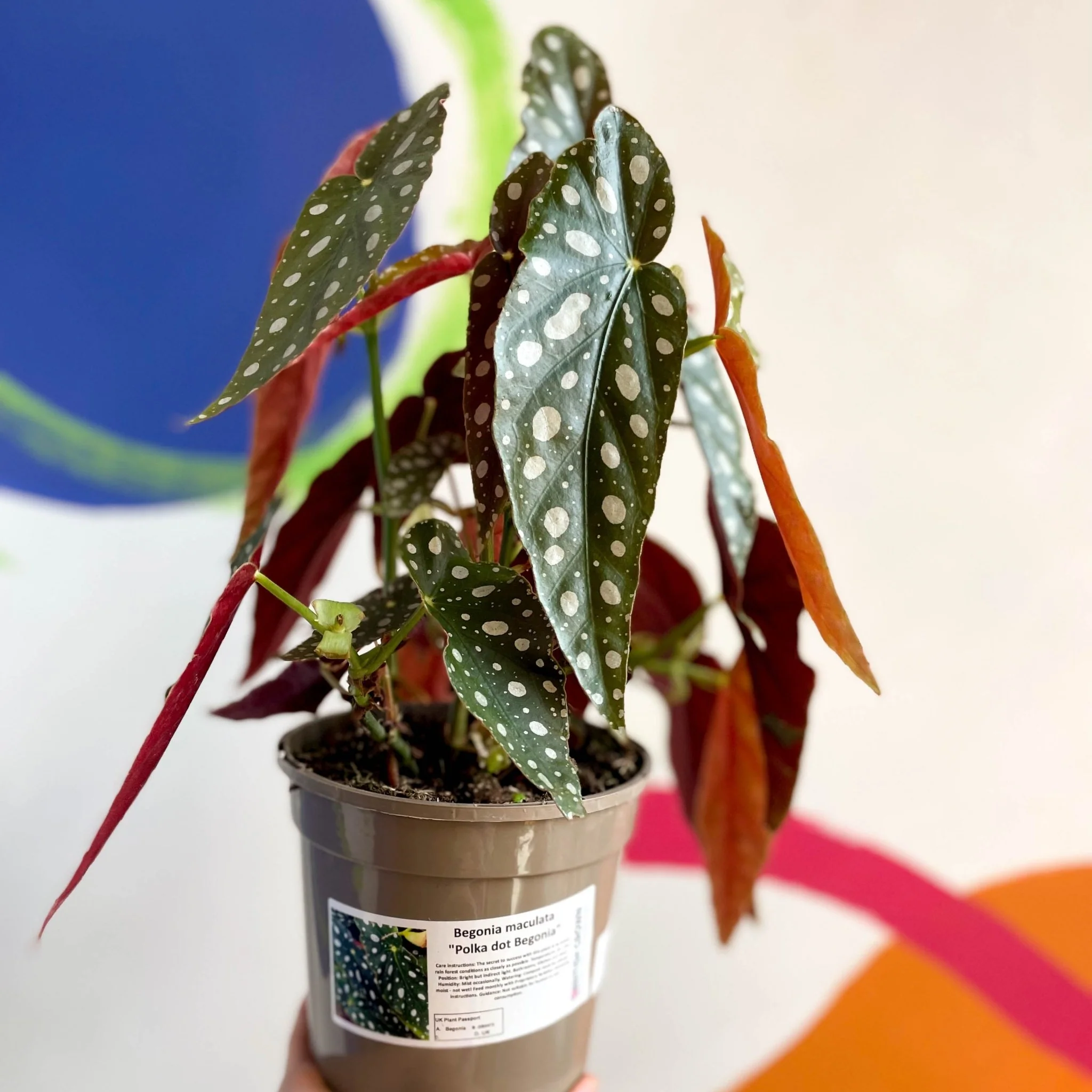 Polka Dot Begonia - Begonia maculata - British Grown - Image 5