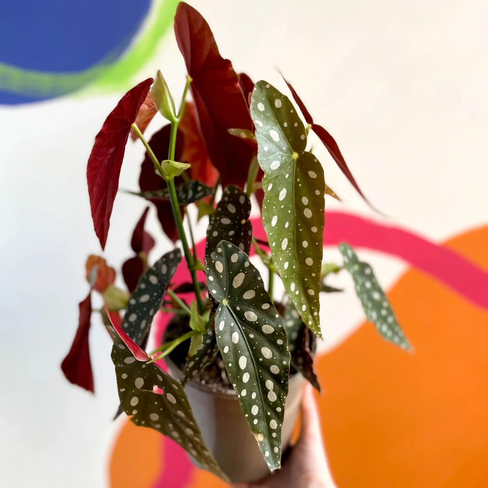Polka Dot Begonia - Begonia maculata - British Grown - Image 6