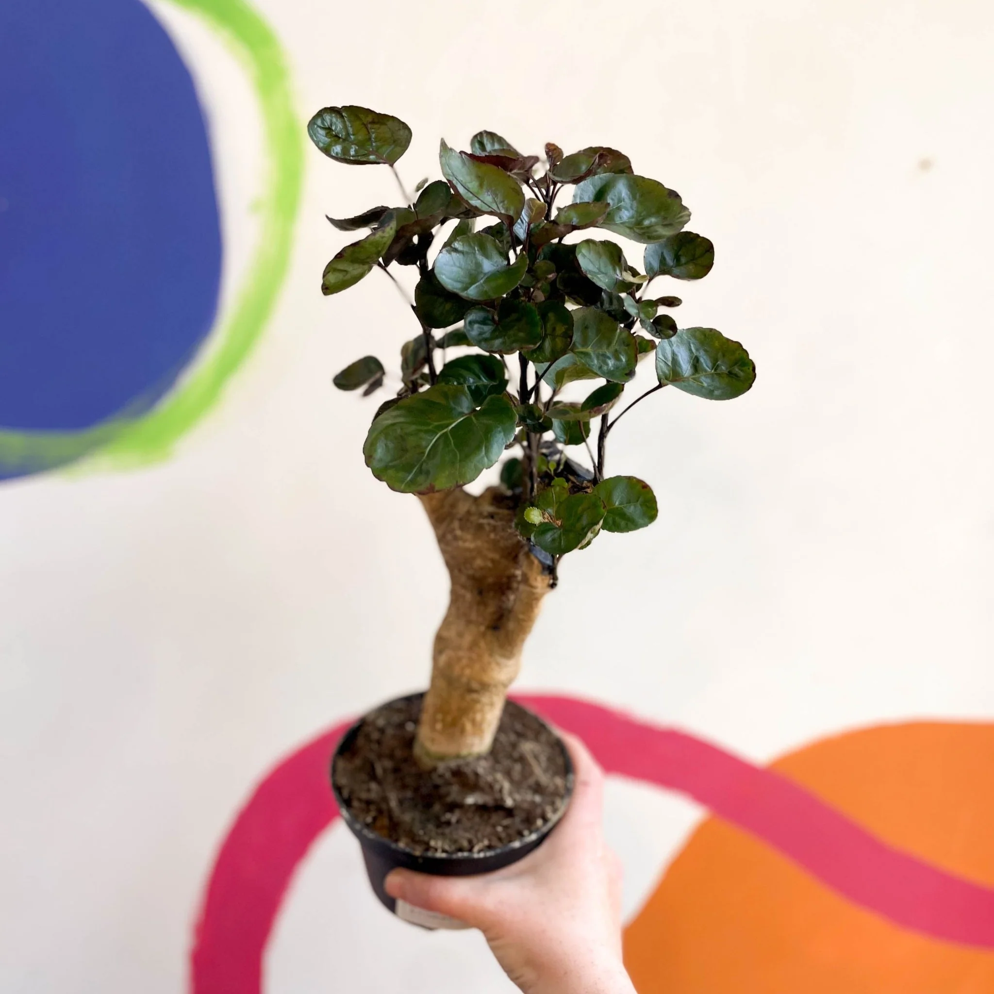 Polyscias scutellaria 'Fabian' - Image 3