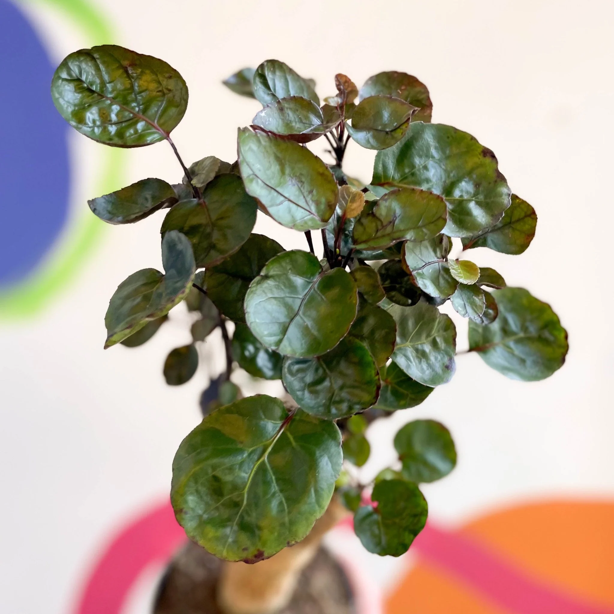 Polyscias scutellaria 'Fabian' - Image 4