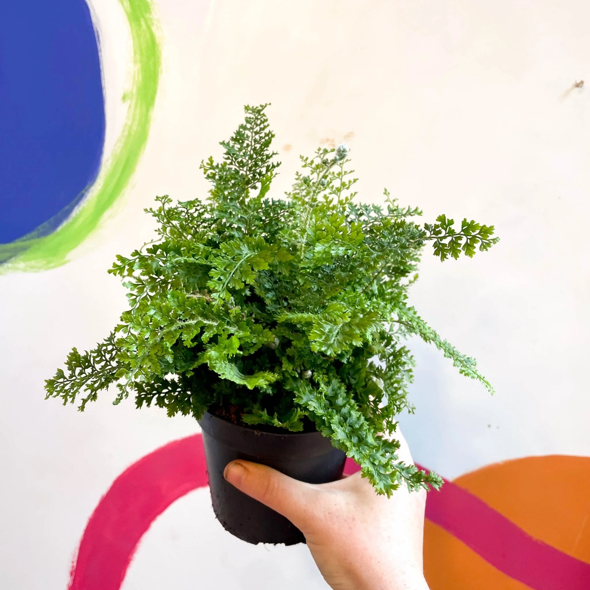 Polystichum setiferum 'Plumosum Densum' - Soft Shield Fern [Hardy Evergreen] - Image 2