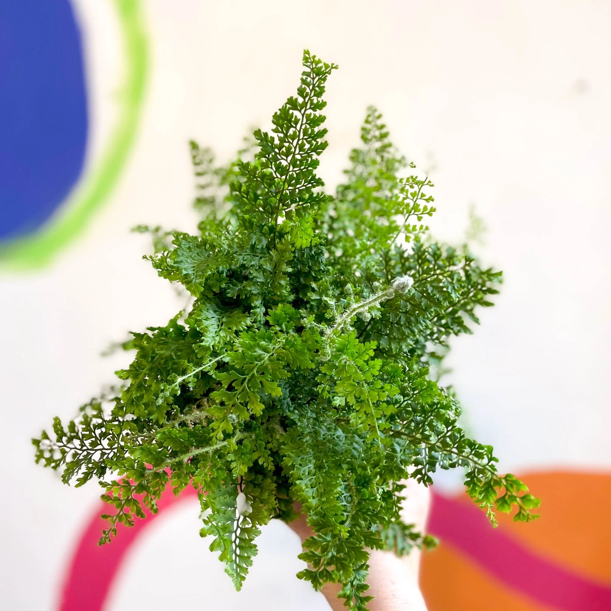 Polystichum setiferum 'Plumosum Densum' - Soft Shield Fern [Hardy Evergreen] - Image 5