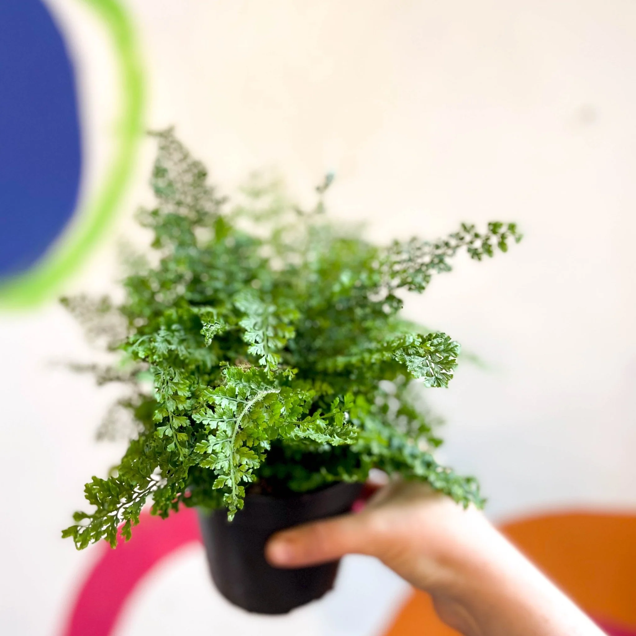 Polystichum setiferum 'Plumosum Densum' - Soft Shield Fern [Hardy Evergreen] - Image 7