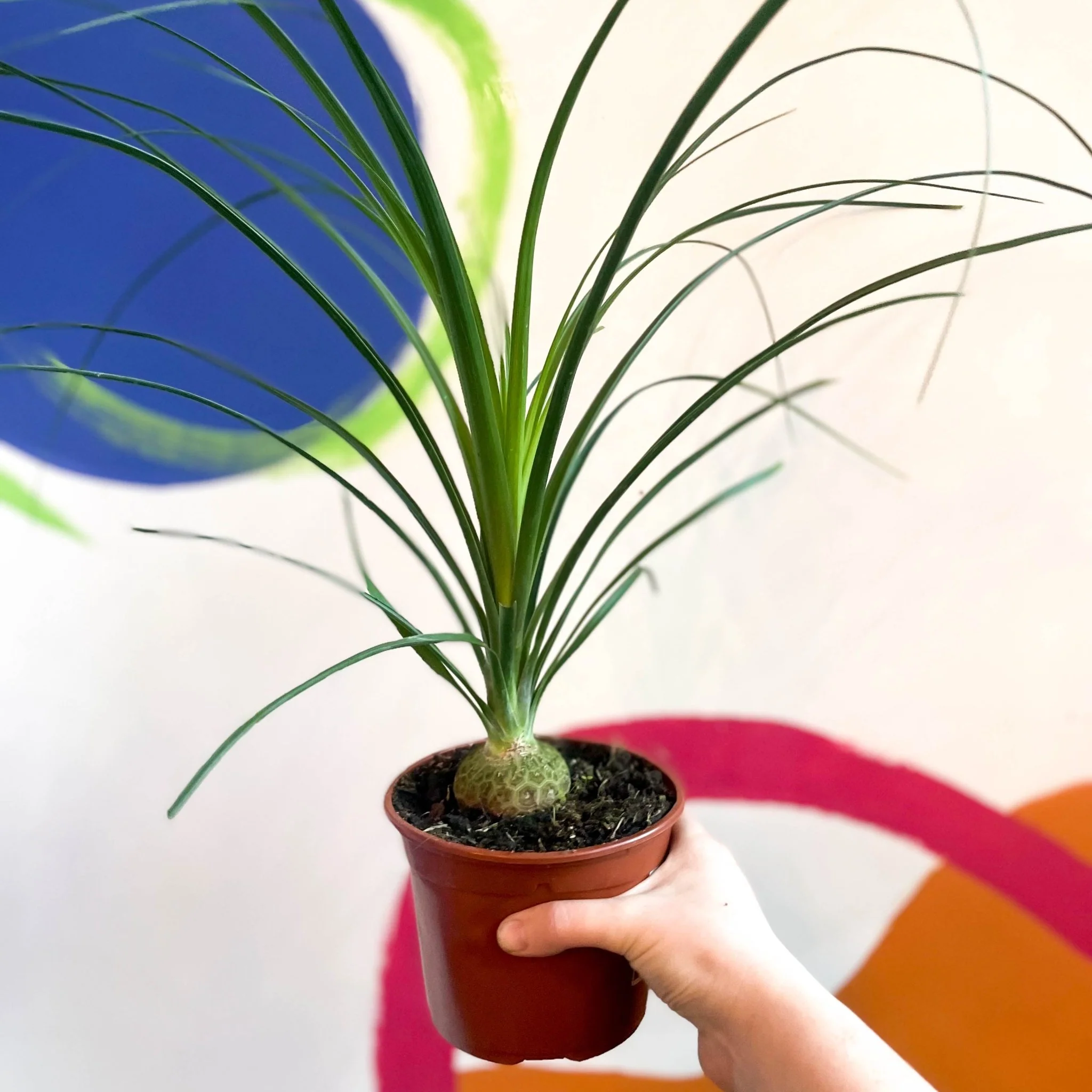 Ponytail Palm - Beaucarnea recurvata - British Grown - Image 2