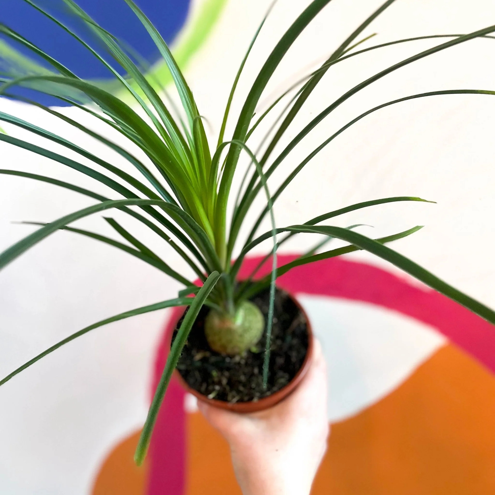 Ponytail Palm - Beaucarnea recurvata - British Grown - Image 3