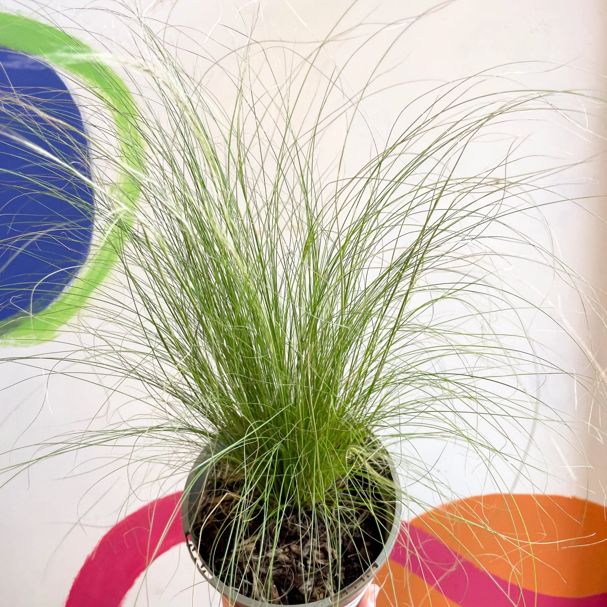 Ponytails Grass - Stipa tenuissima - Cotswold Grown Perennial