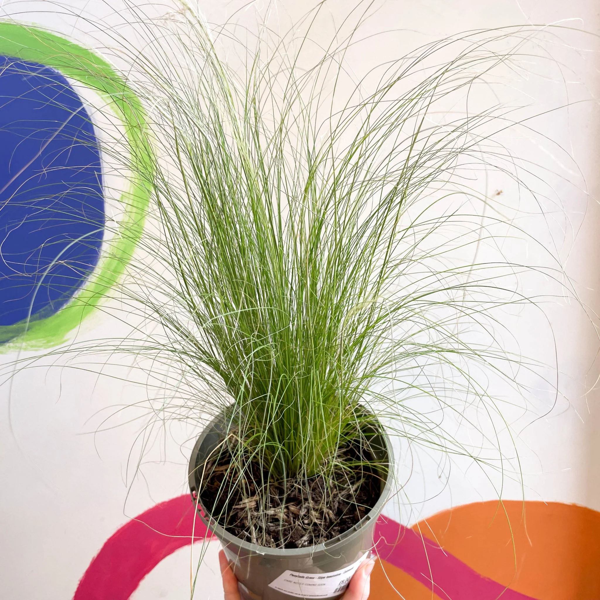 Ponytails Grass - Stipa tenuissima - Cotswold Grown Perennial - Image 2