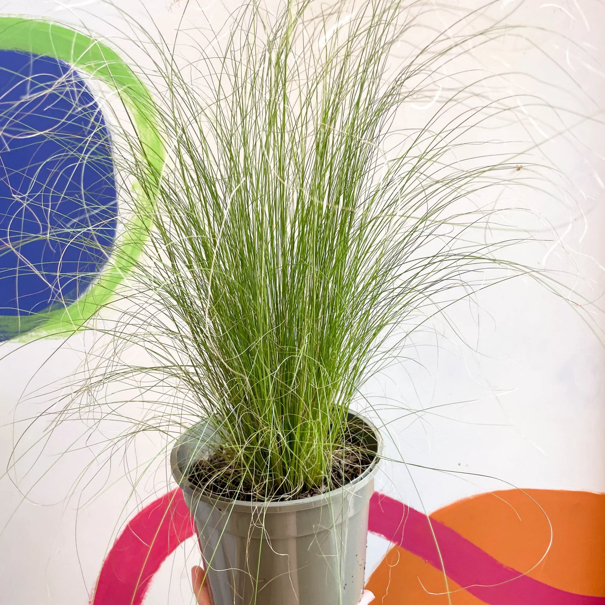 Ponytails Grass - Stipa tenuissima - Cotswold Grown Perennial - Image 3