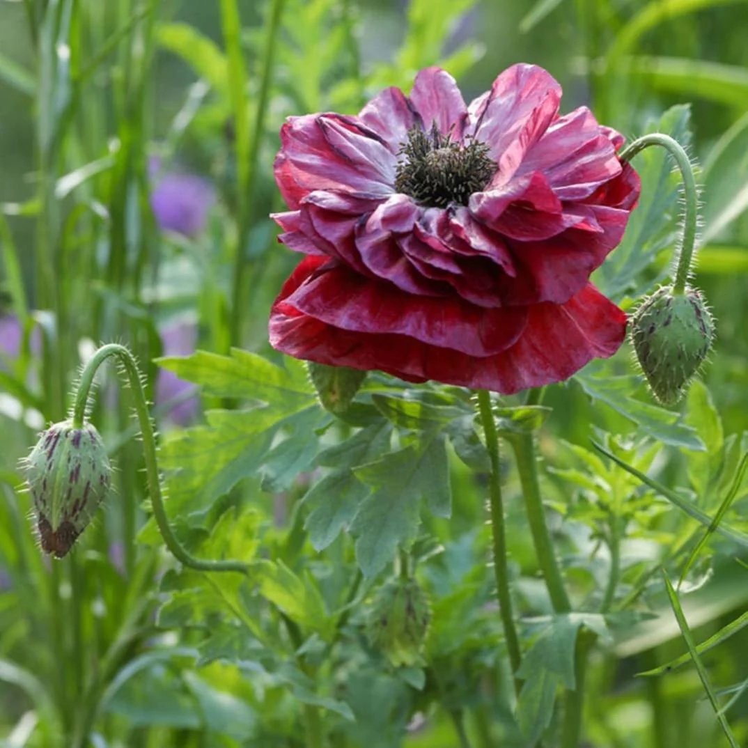 Poppy (Papaver rhoeas) ‘Pandora’ Seeds
